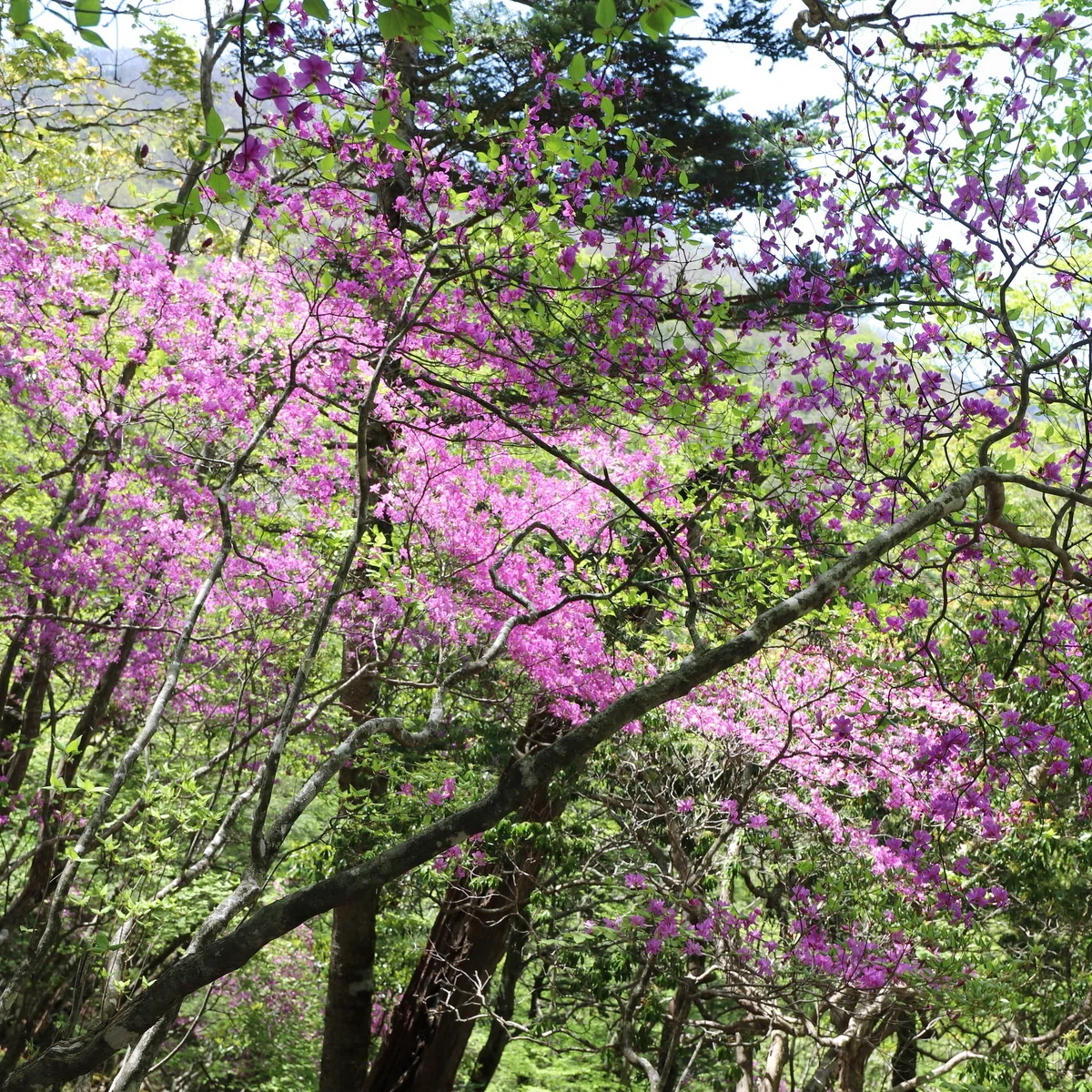 304．トウゴクミツバツツジの3色の花｜sasayan