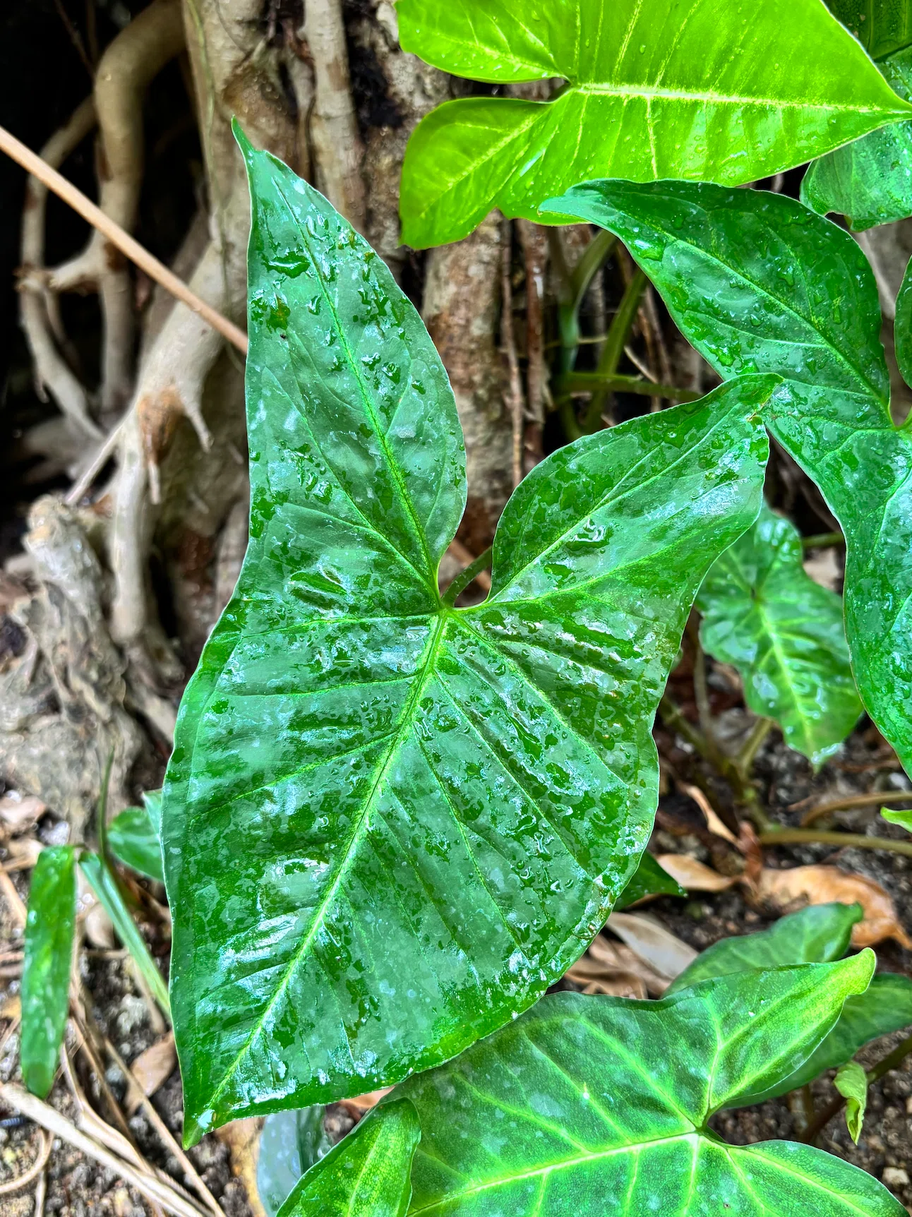 知ってる？知らない？植物の『もう一つの姿』｜植物園スタッフ、只今