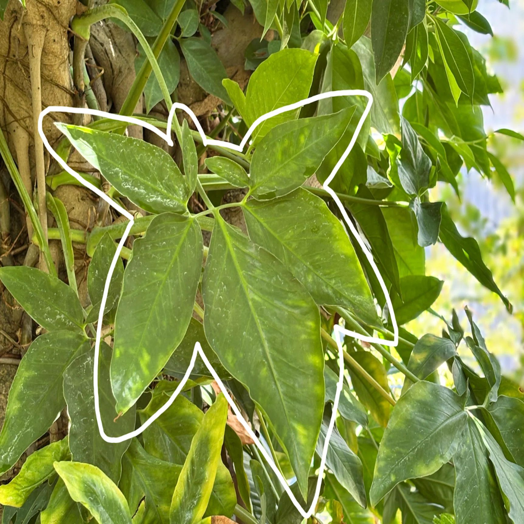 知ってる？知らない？植物の『もう一つの姿』｜植物園スタッフ、只今