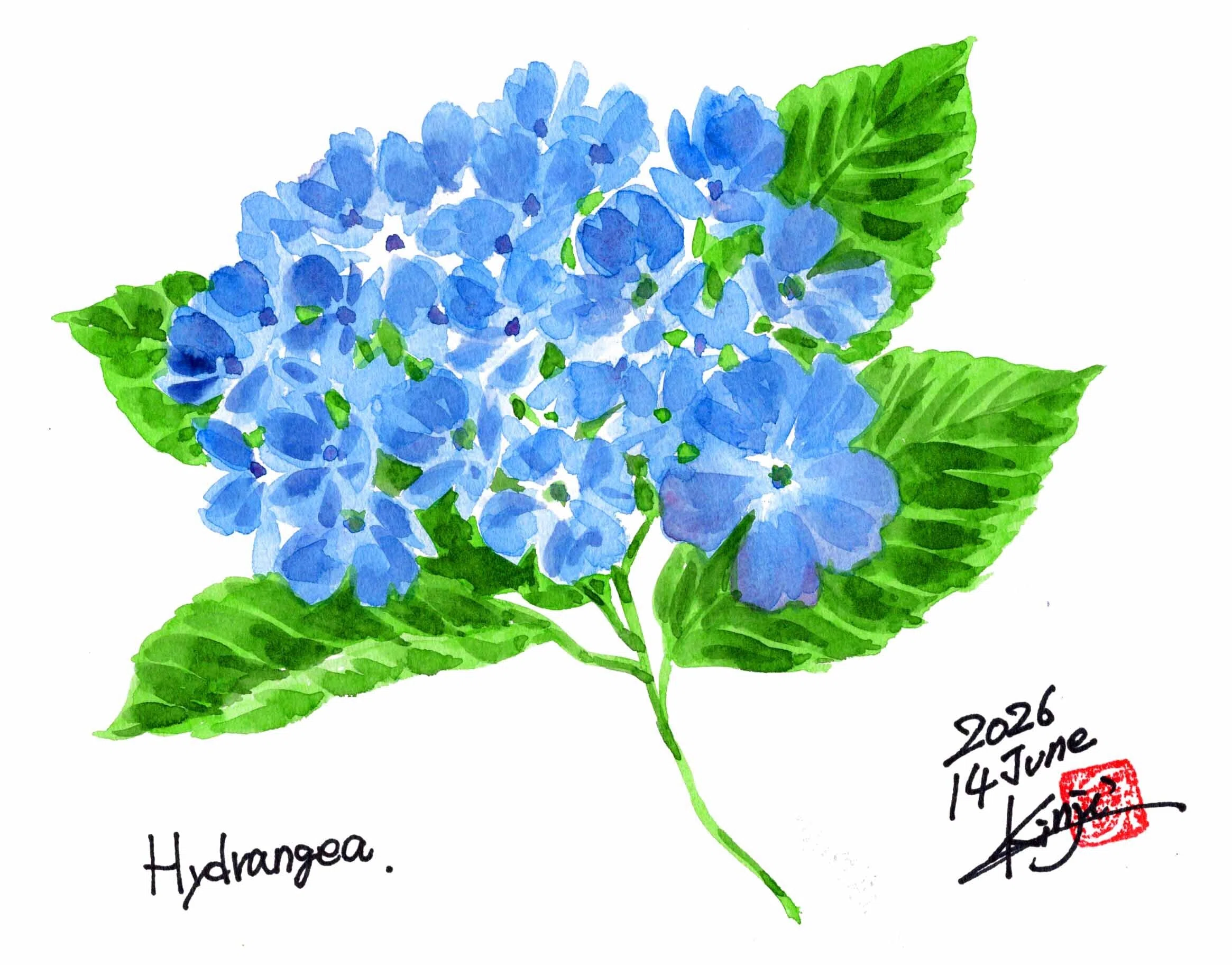 今夜もこんな紫陽花を。｜kinta65