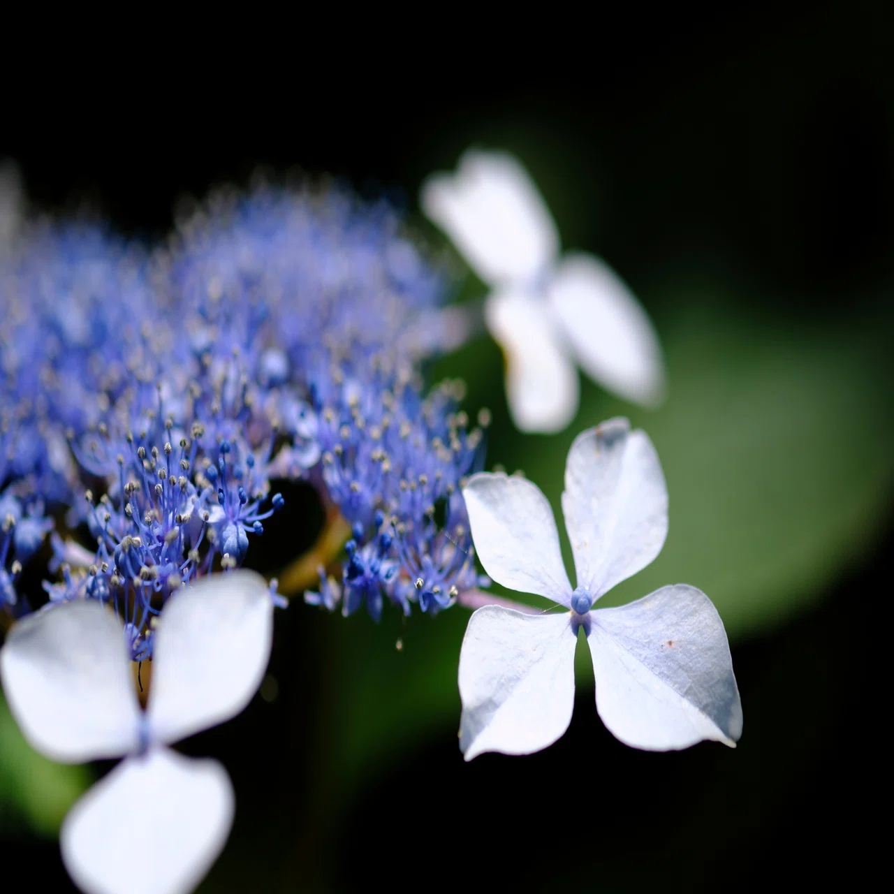 ファインダーで知る季節【紫陽花】｜晴れの国