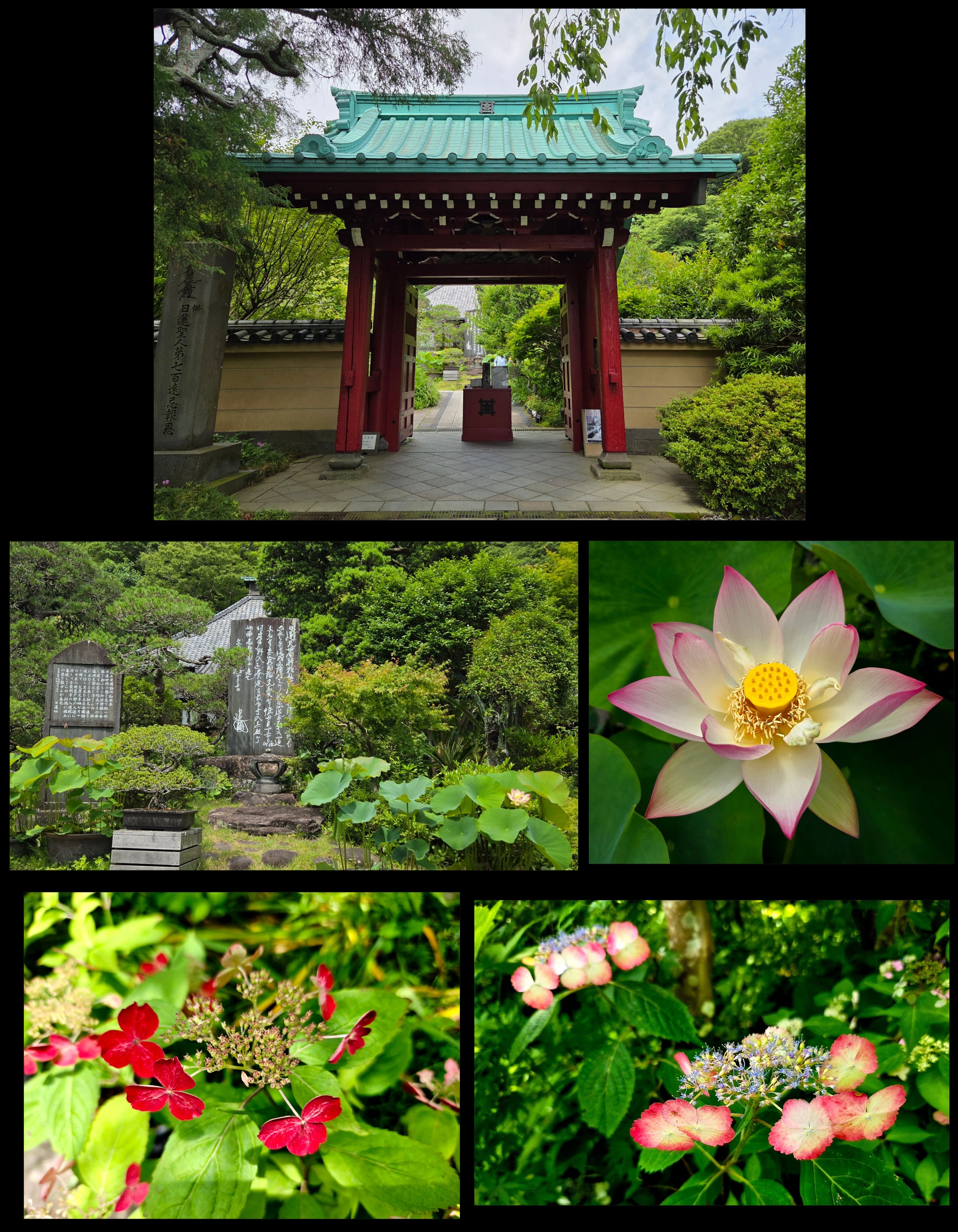 鎌倉、紫陽花を求めて―長谷から極楽寺、ときどき海｜紫陽花
