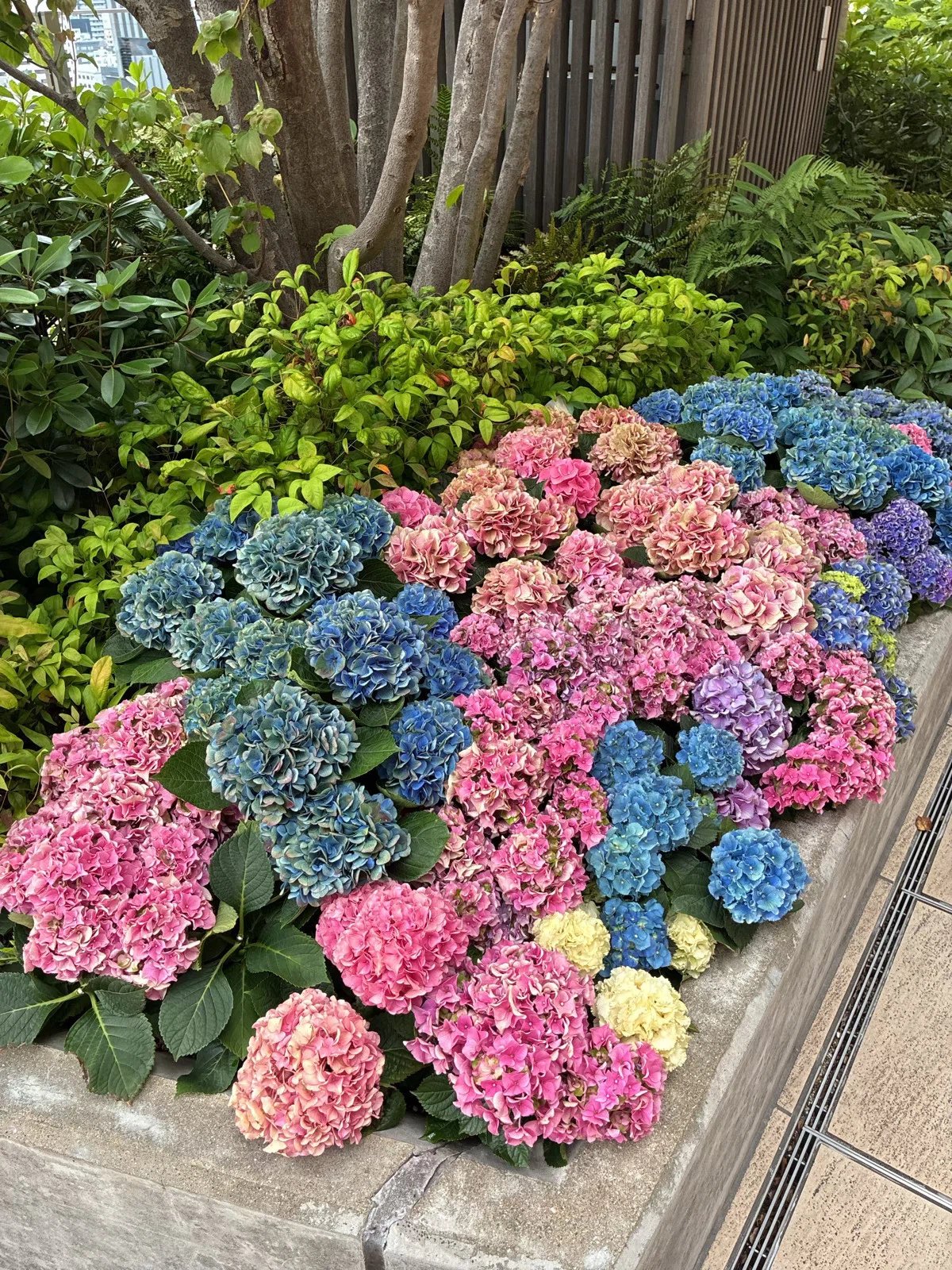 都会の11階に咲く 宝石みたいな紫陽花 梅田で見つけた無料の絶景