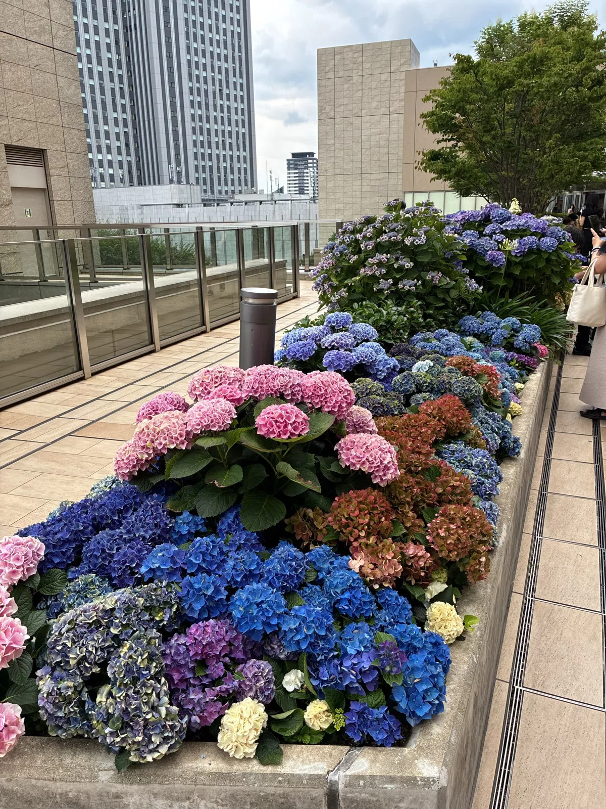 都会の11階に咲く 宝石みたいな紫陽花 梅田で見つけた無料の絶景