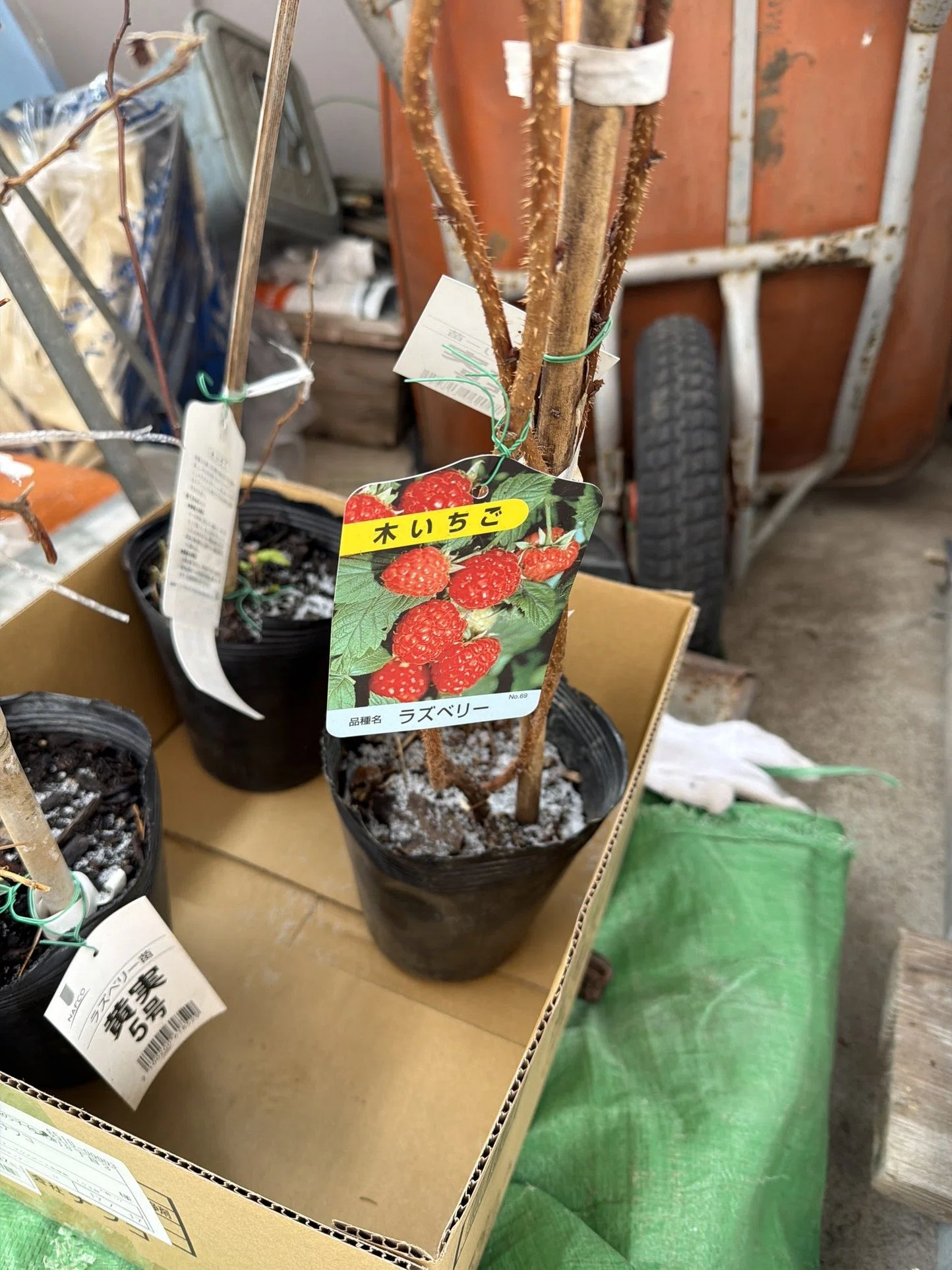 品種不明のラズベリーを収穫した｜Hirokazu Nishi