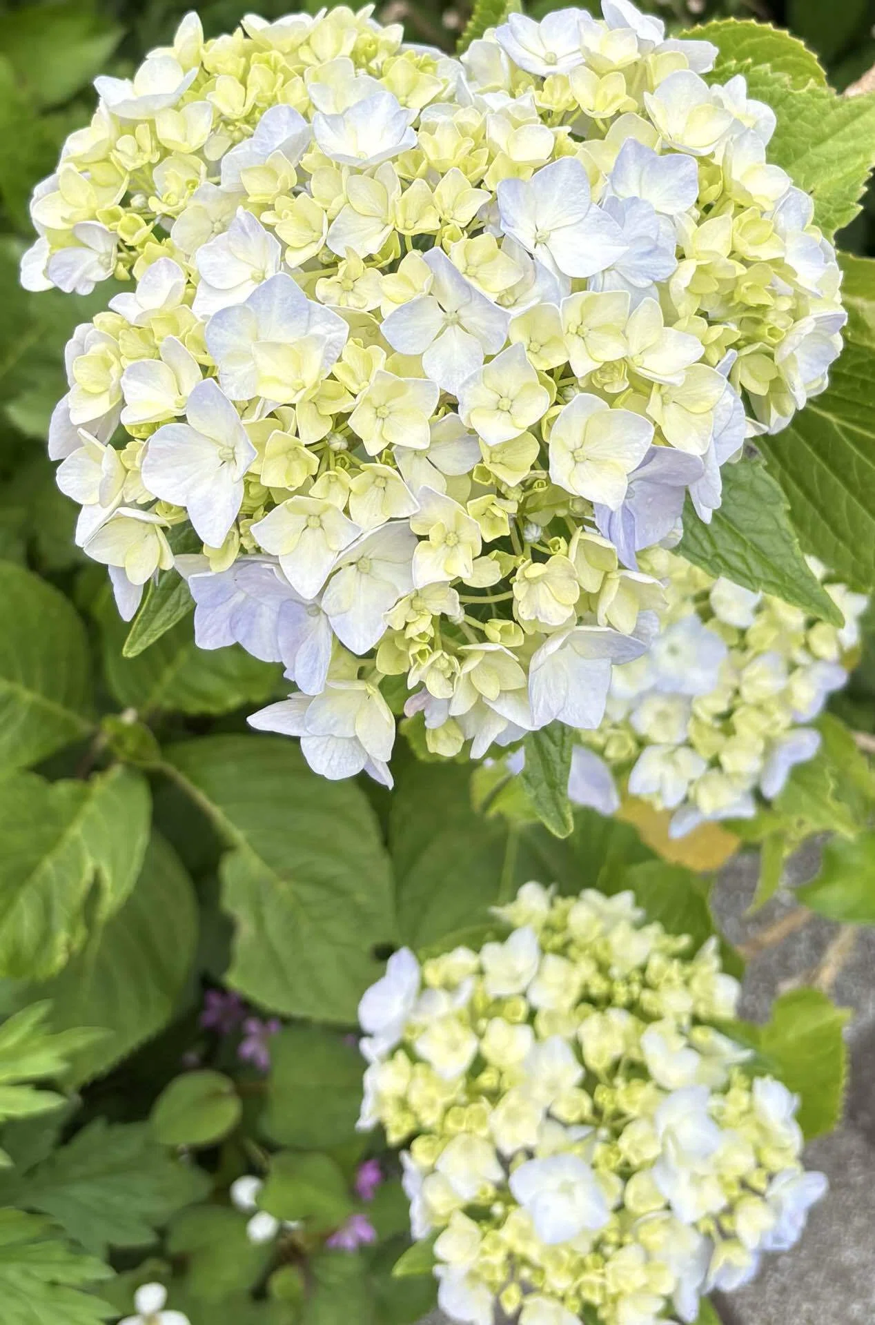 Enjoying early summer at 'Omama's Hydrangea Temple', Shogen-ji｜す