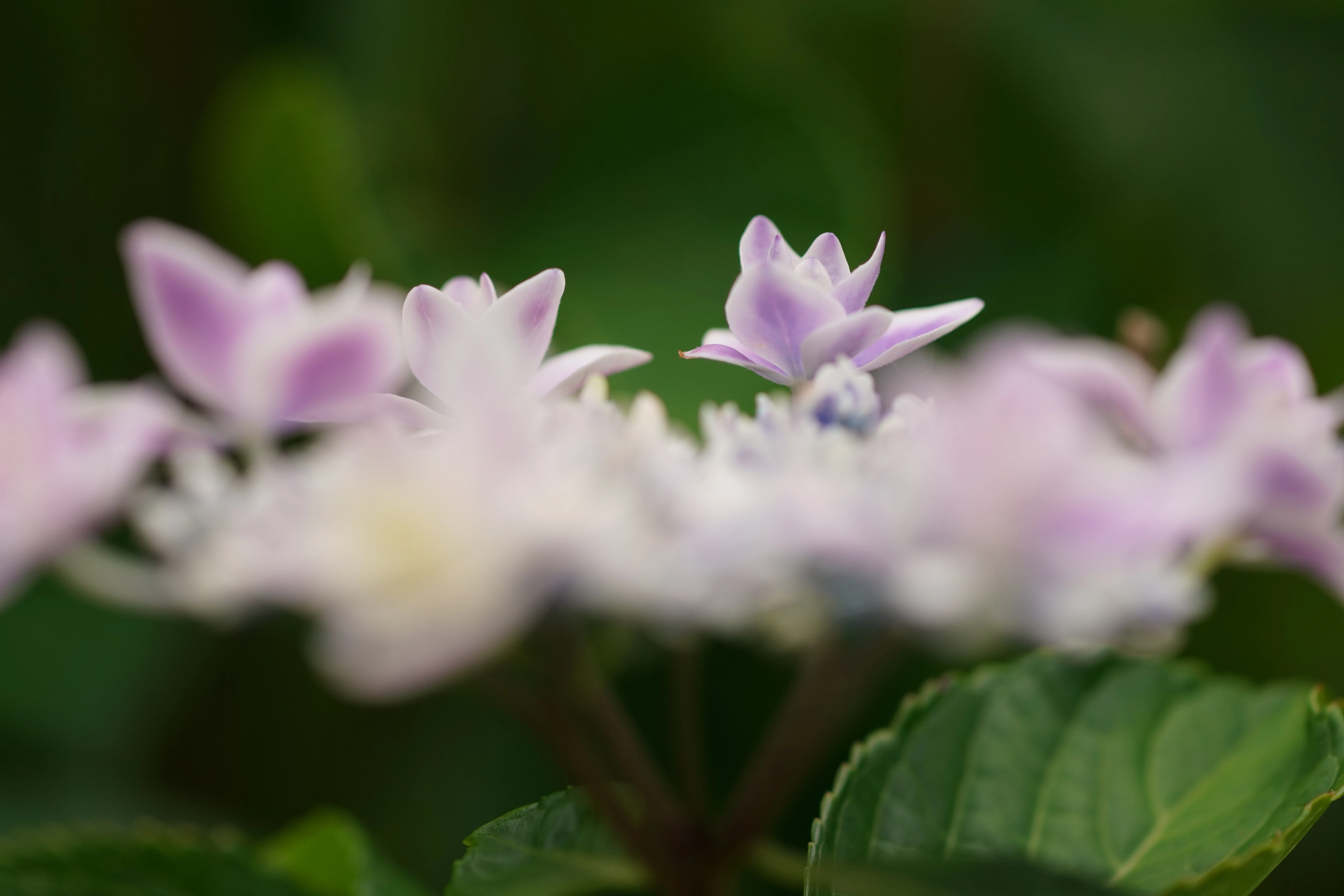 紫陽花 紫陽花 藤枝市蓮花寺池公園にて② 2026年6月7日 ～｜g_hiro_510