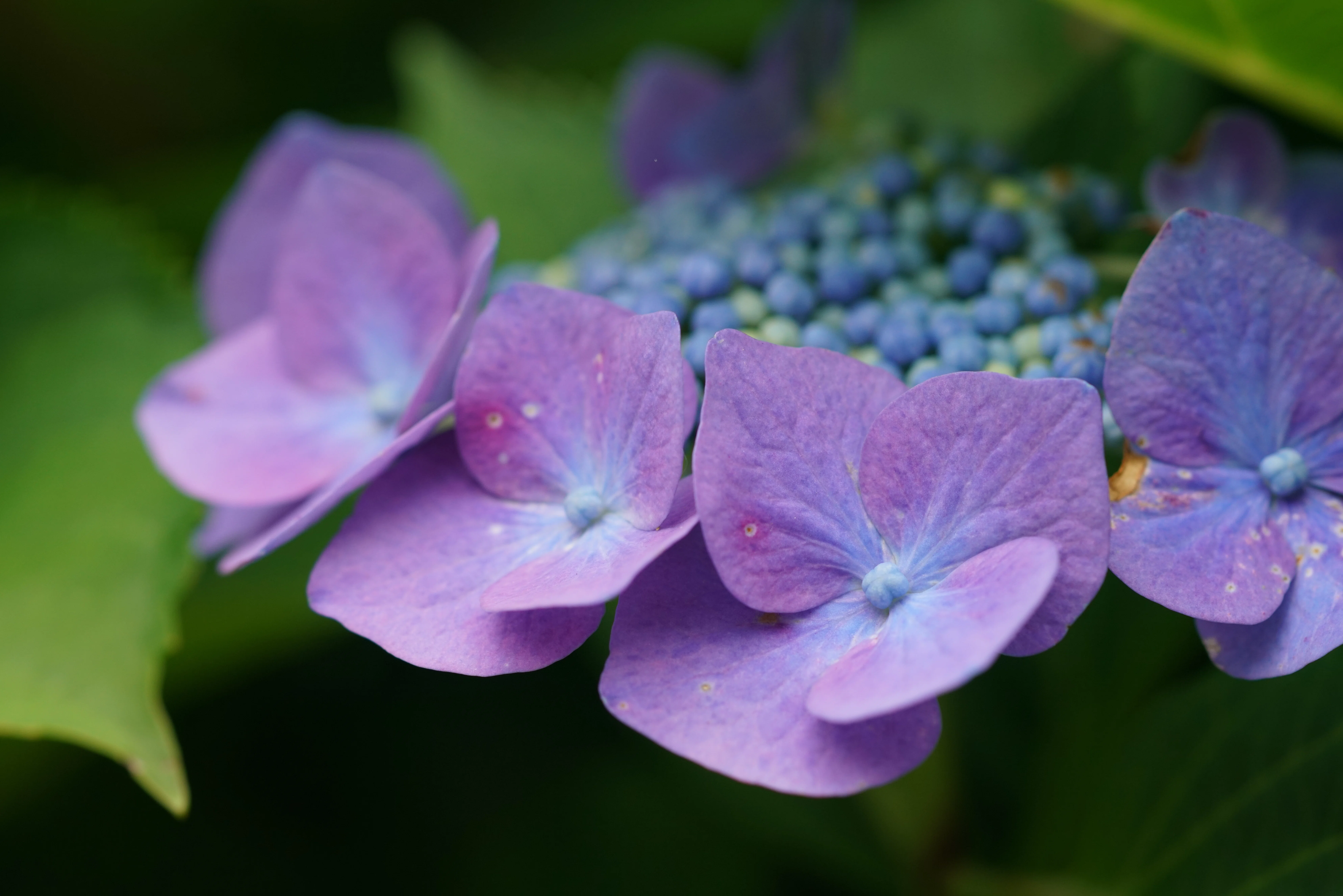 紫陽花 藤枝市蓮花寺池公園にて② 2026年6月7日 ～｜g_hiro_510
