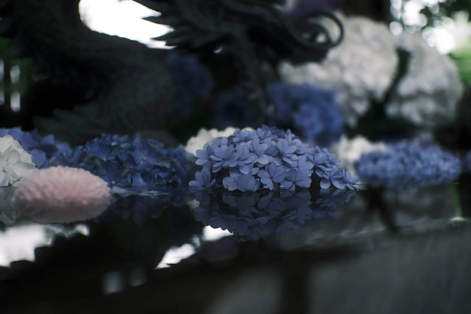 171番外編【FUJIFILM】 紫陽花を紡いでいく①（X-M5 + SG-image AF
