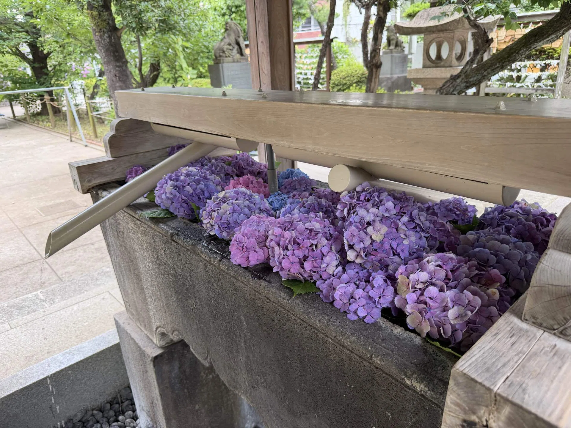 紫陽花の花手水｜水谷禎子（みずたにさちこ）