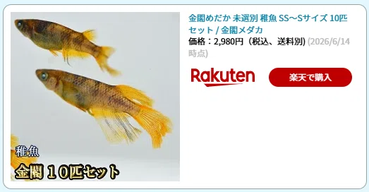 金閣めだか、来ました。——黄金×黒斑×青い瞳のメダカ｜めだかちゃん