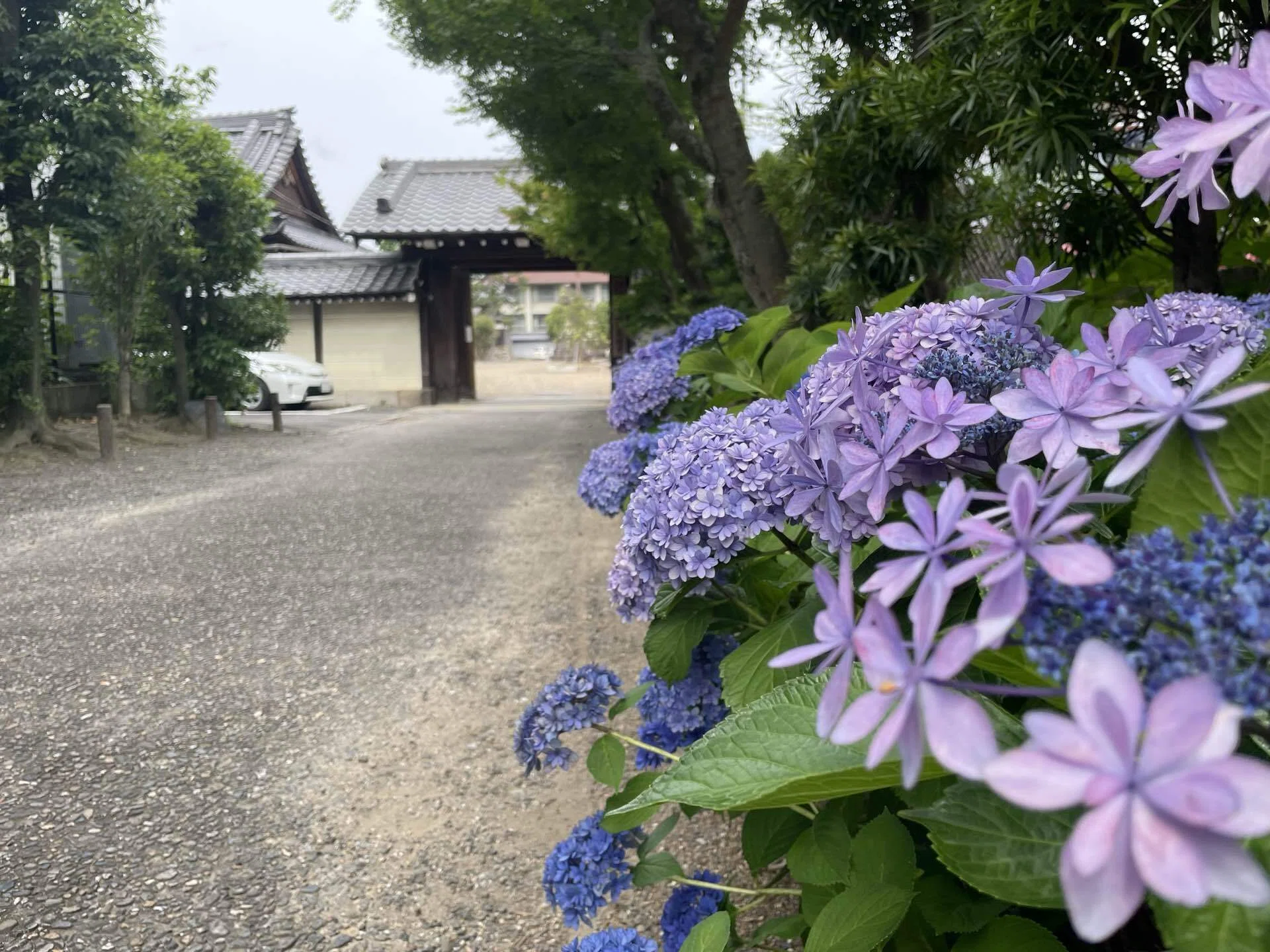 紫陽花や 昨日の…｜南森町グラスホッパーズ