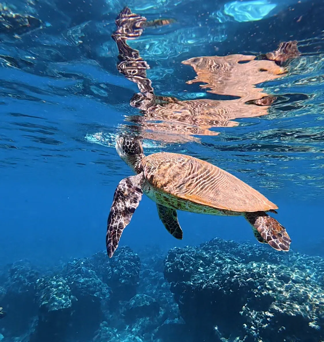 [Taiwan] 100% Sea Turtle Encounter Rate! How to Explore Xiaoliuqiu｜さるま