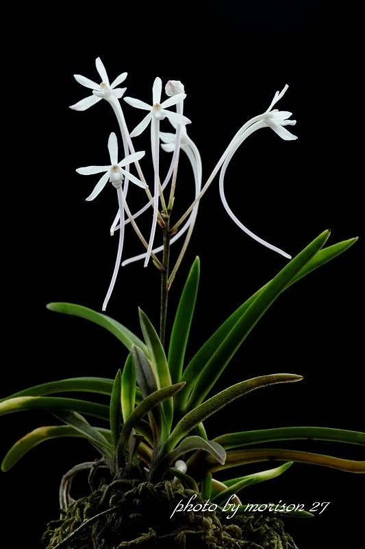 富貴蘭「火 影」の花(過去の画像倉庫から)｜KJ Morison