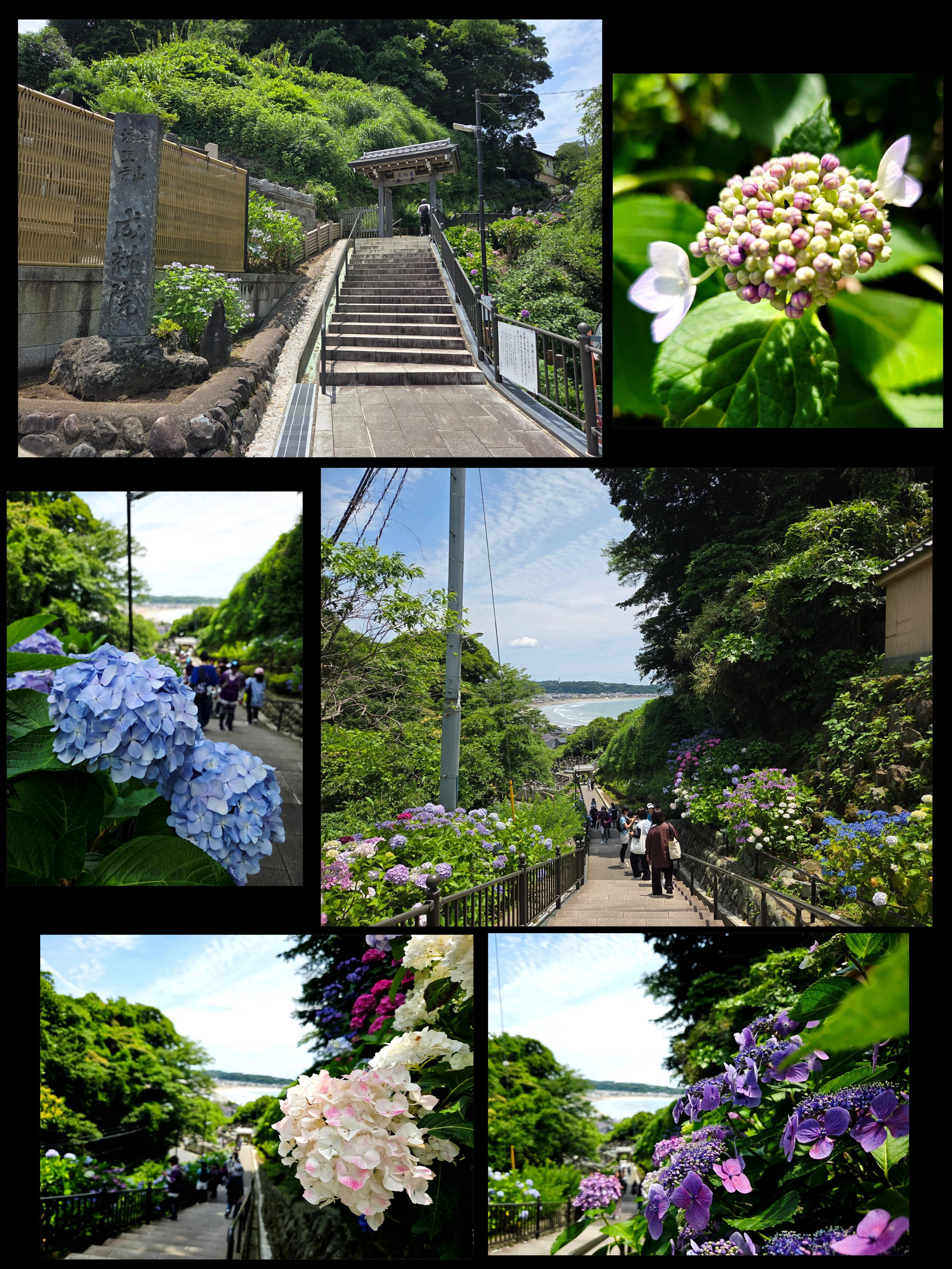 鎌倉、紫陽花を求めて―長谷から極楽寺、ときどき海｜紫陽花