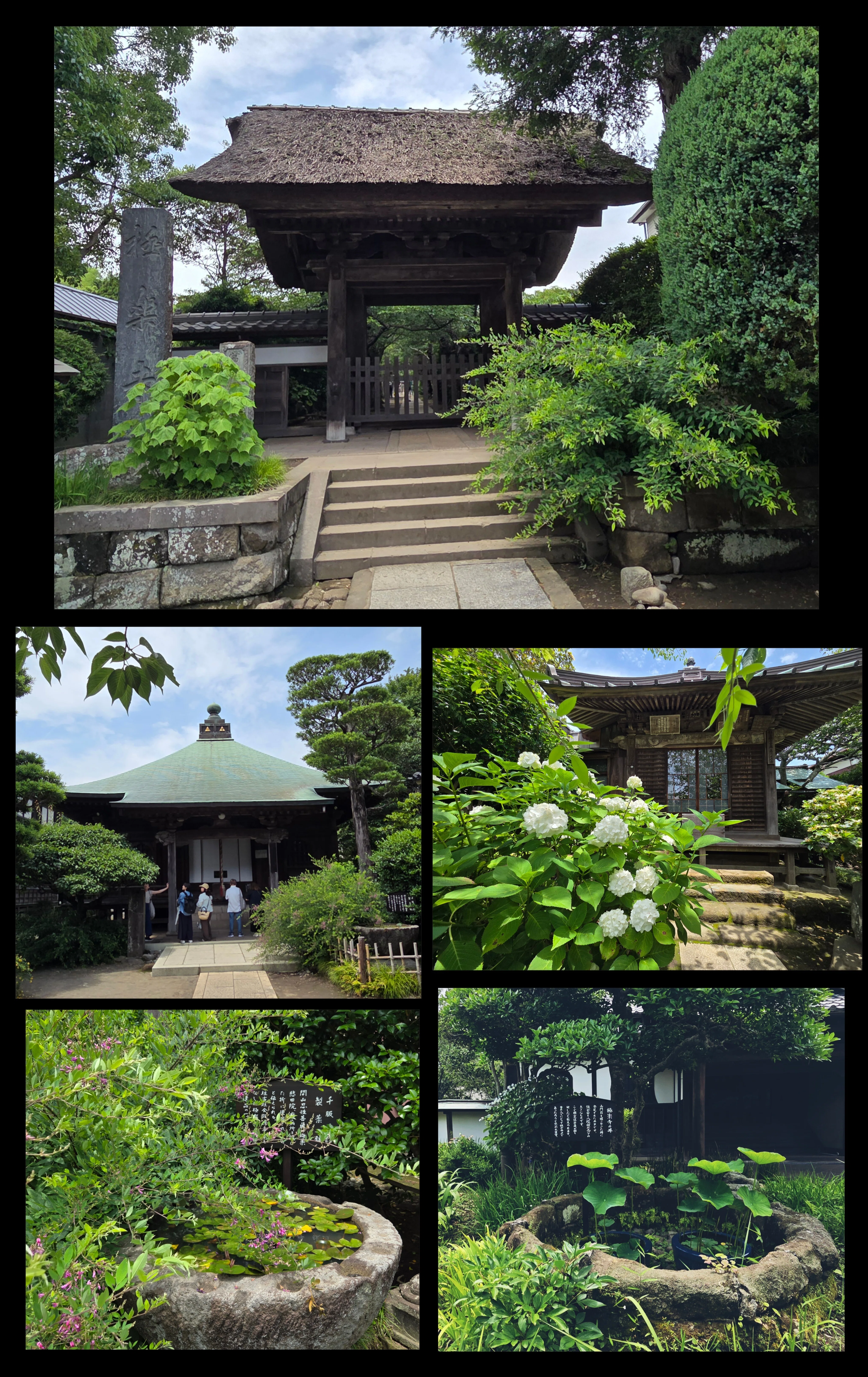 鎌倉、紫陽花を求めて―長谷から極楽寺、ときどき海｜紫陽花
