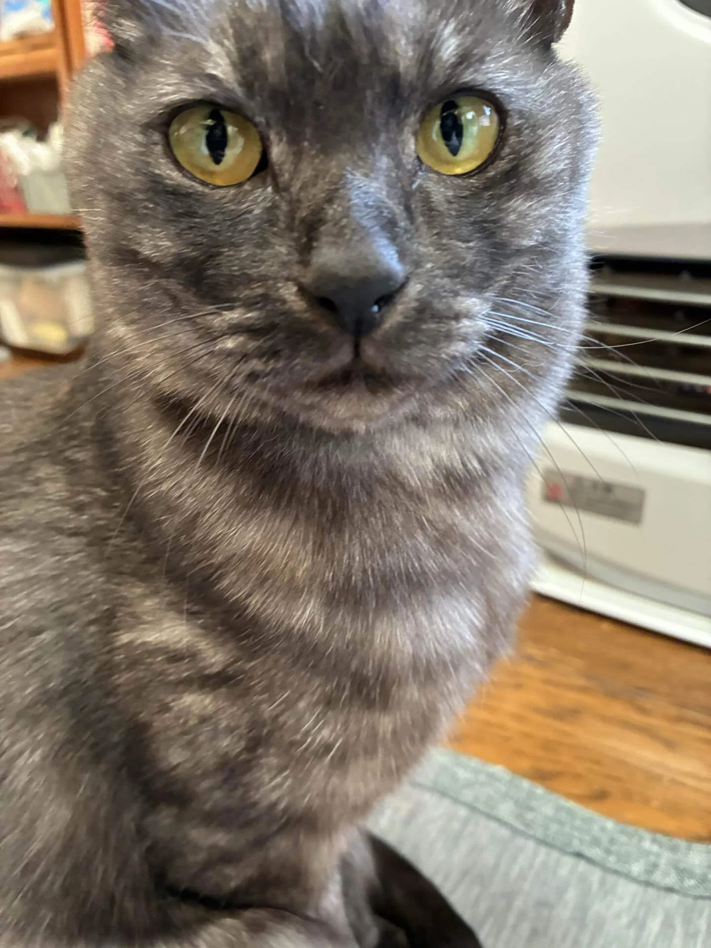 Let's play with AI. I just wanted to put a raincoat on my cat.｜さつき