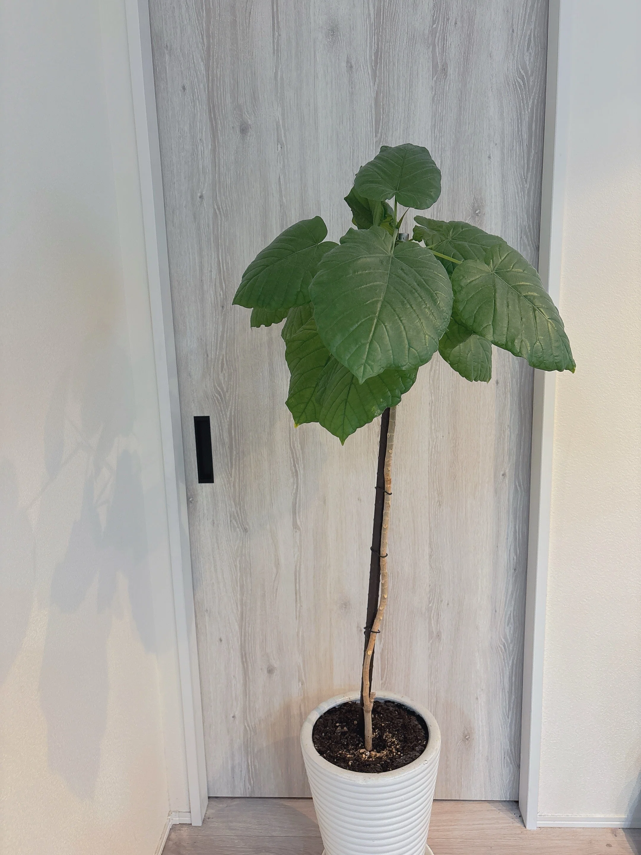 観葉植物 ︳ウンベラータは増えるだろうか｜ la.neche ラネーシェ