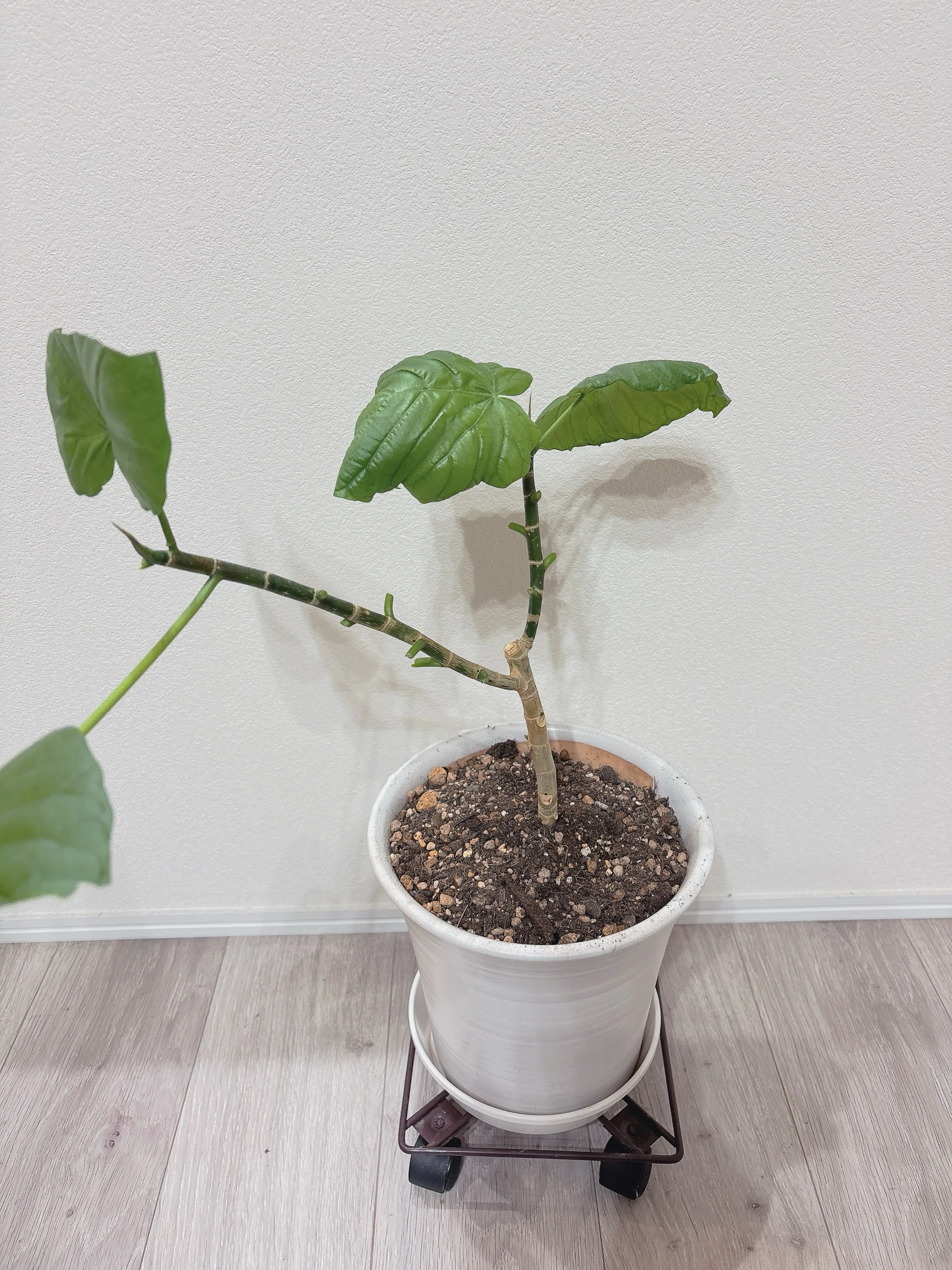 観葉植物 ︳ウンベラータは増えるだろうか｜ la.neche ラネーシェ