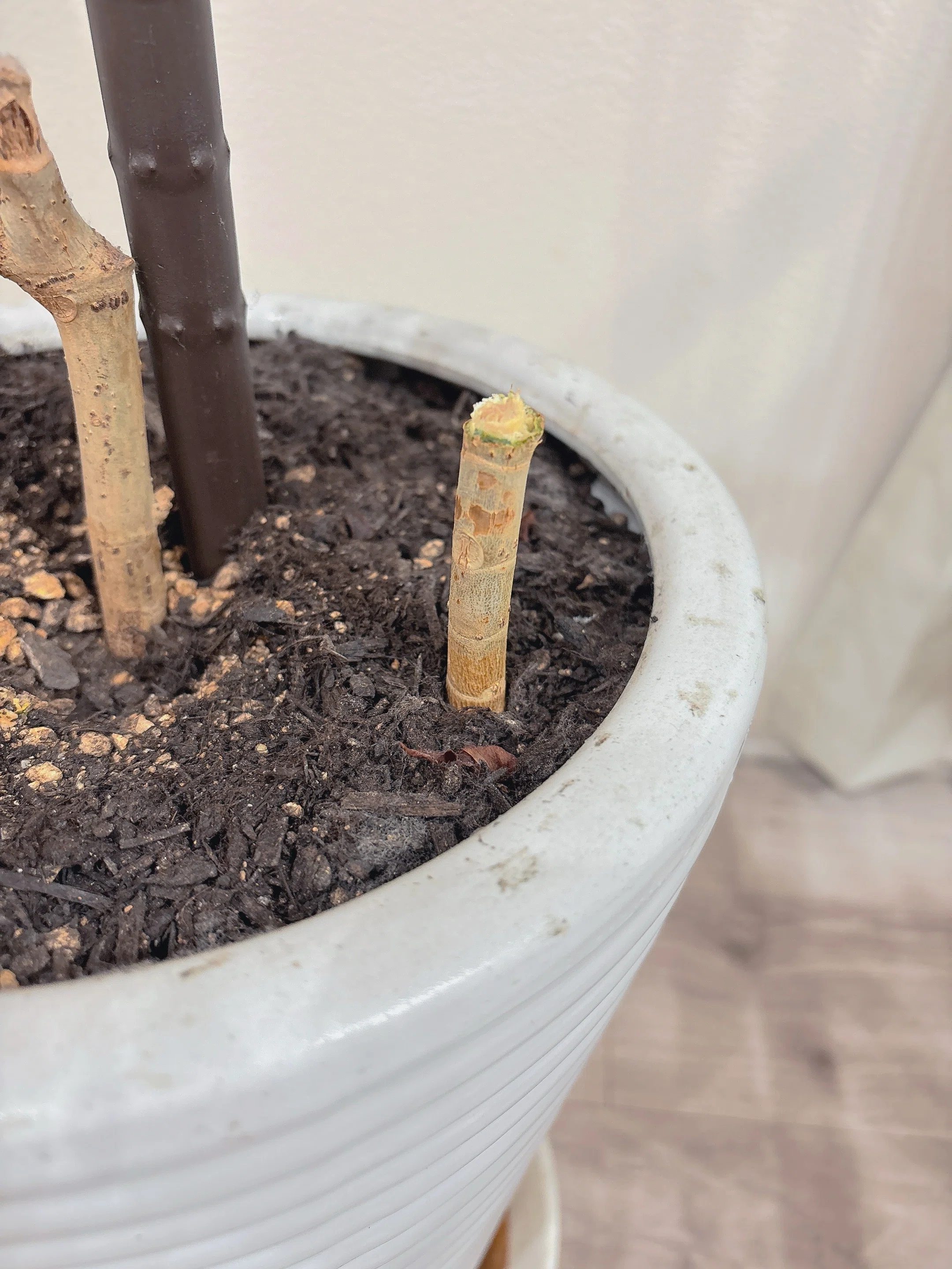 観葉植物 ︳ウンベラータは増えるだろうか｜ la.neche ラネーシェ