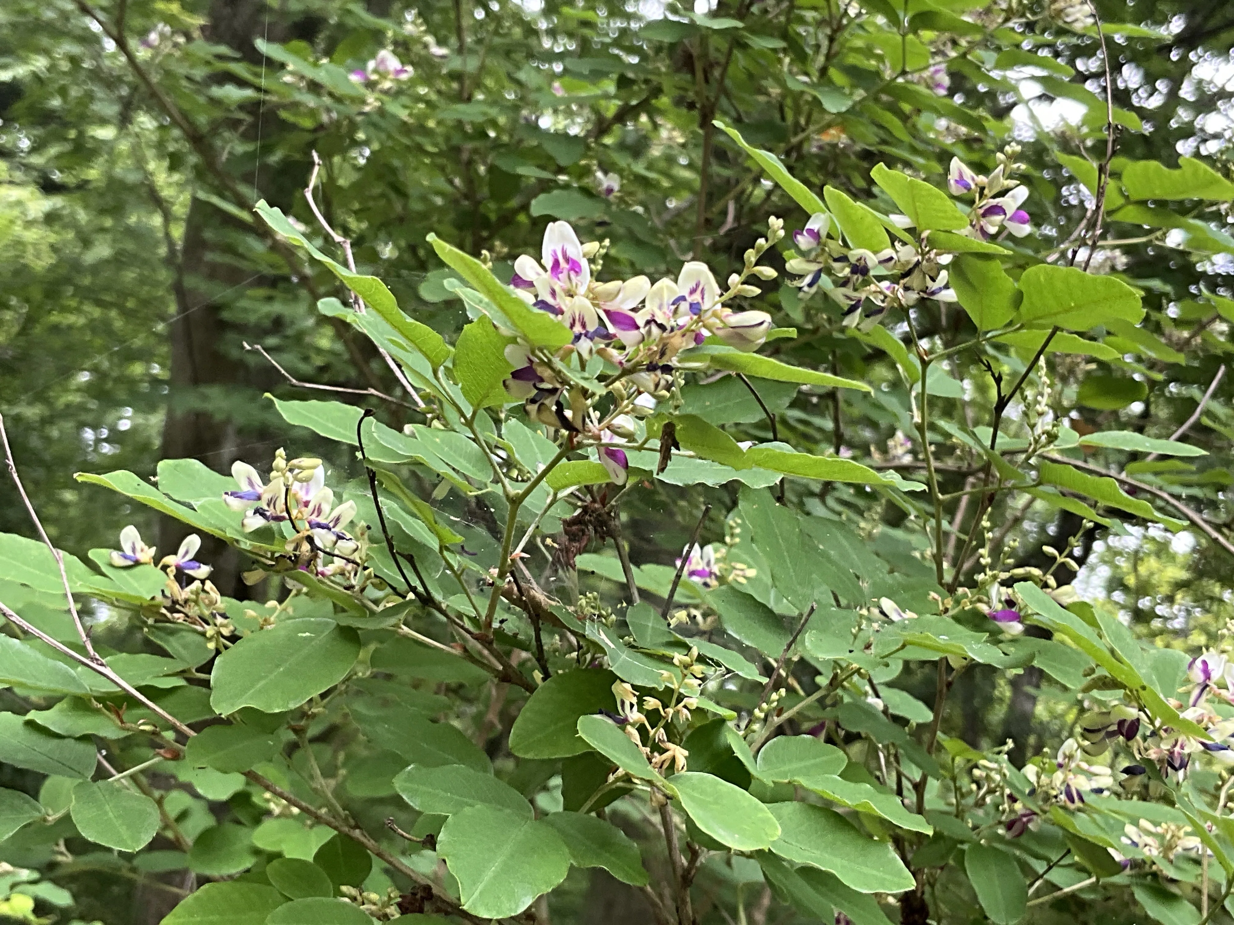 キハギ（木萩）（京都府立植物園）：2026年6月16日（火）｜藤井秀昭