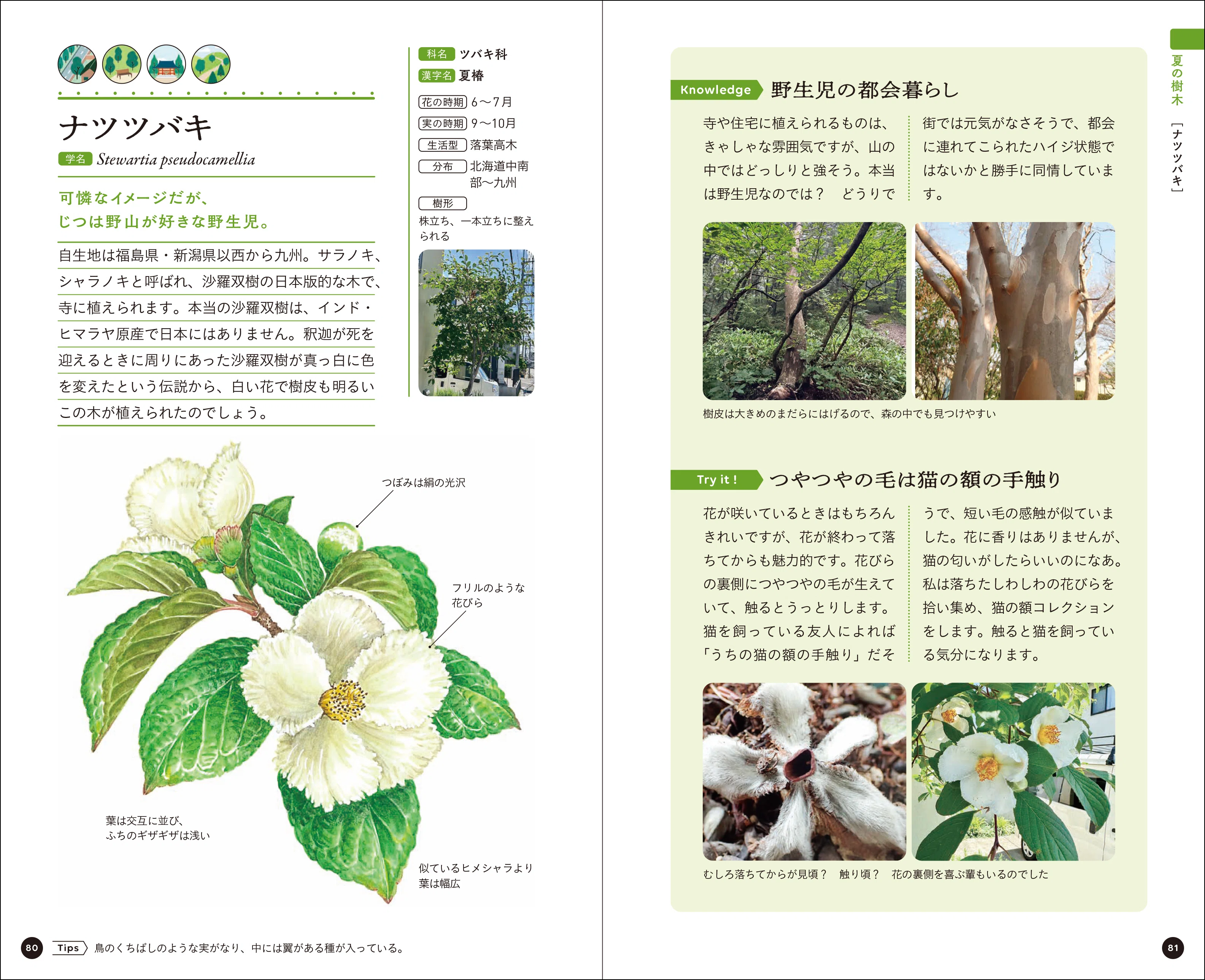 身近な樹木観察で「木ぐらし」を楽しむ｜ブンイチ（文一総合出版）