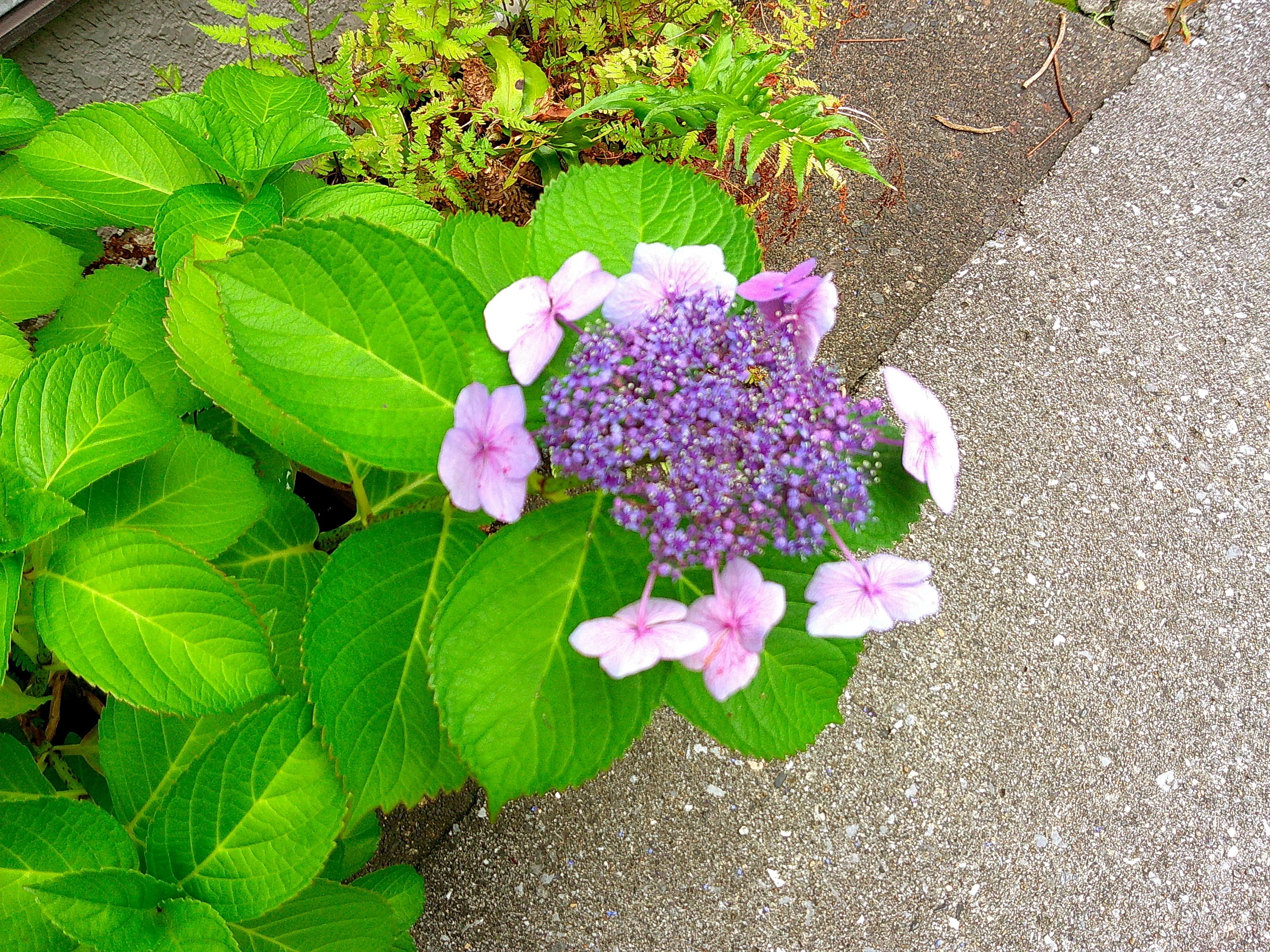 鉢植えの紫陽花もそろそろ終わり｜たかさん
