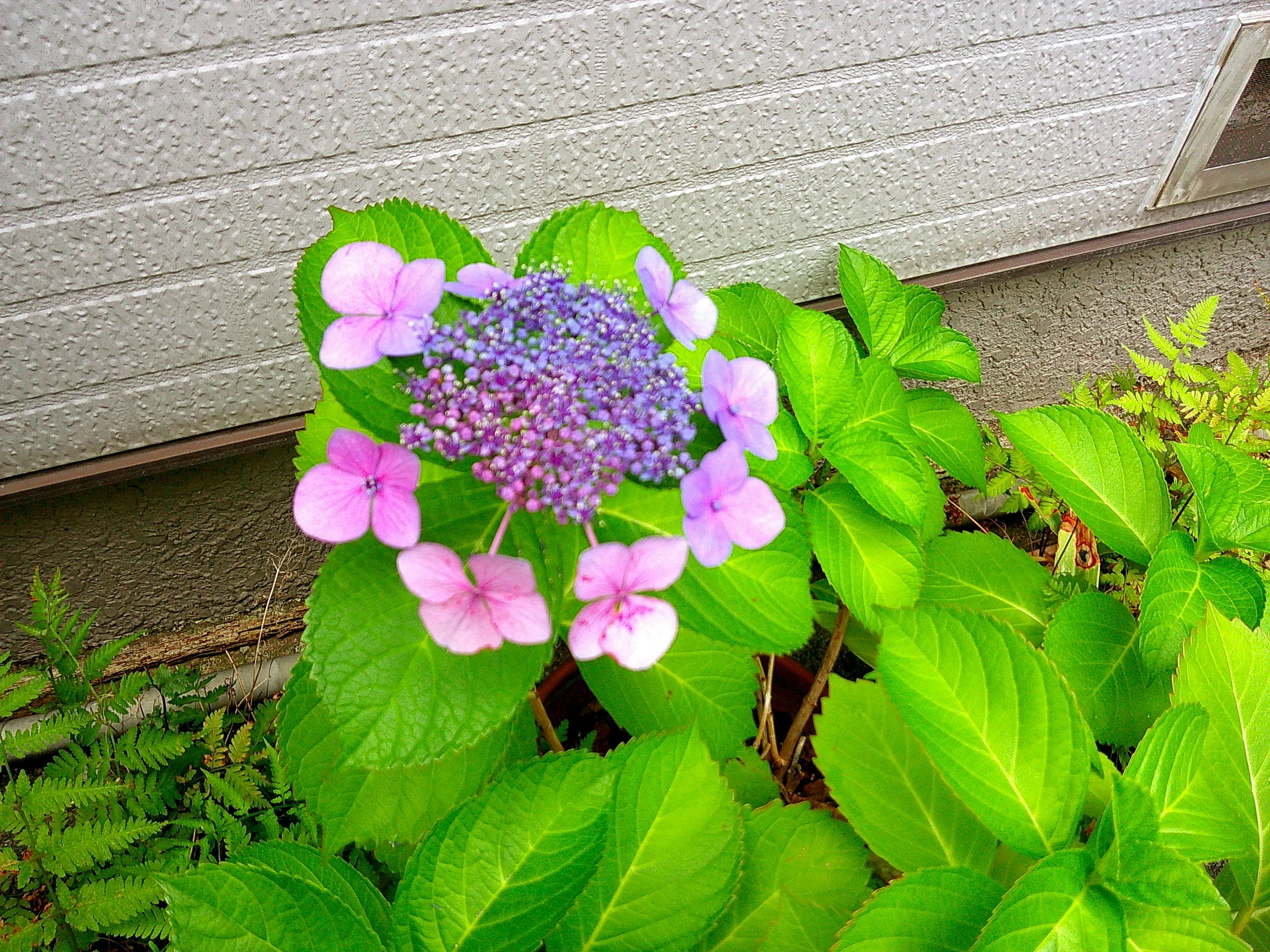 鉢植えの紫陽花もそろそろ終わり｜たかさん