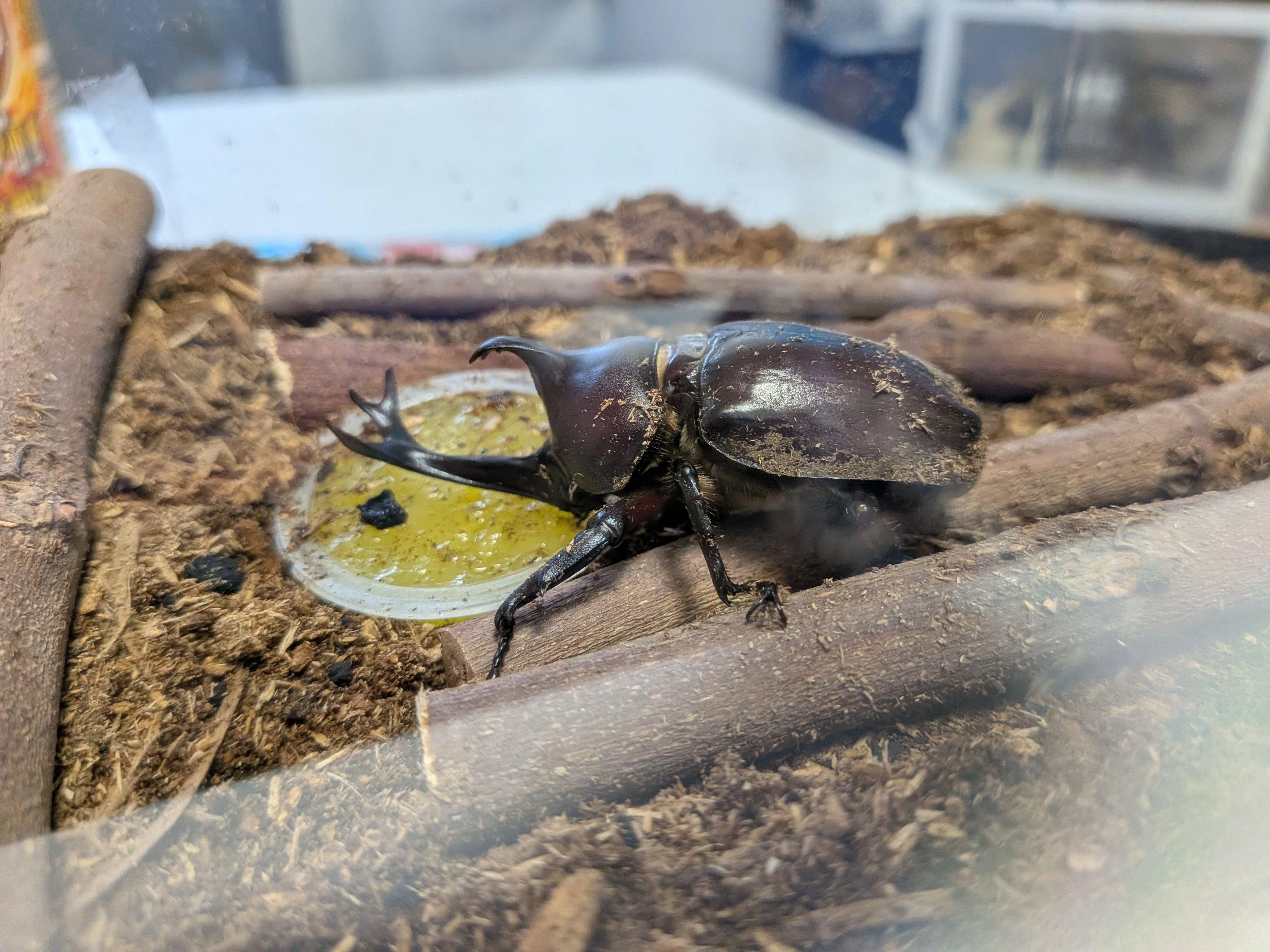 御朱印をいただいたら、カブトムシがやってきた！？〜横浜市港南区