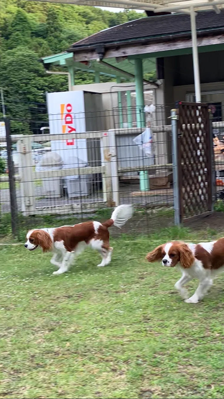 体験レビュー】寄七つ星ドッグラン｜料金・プール・犬種別エリアを紹介
