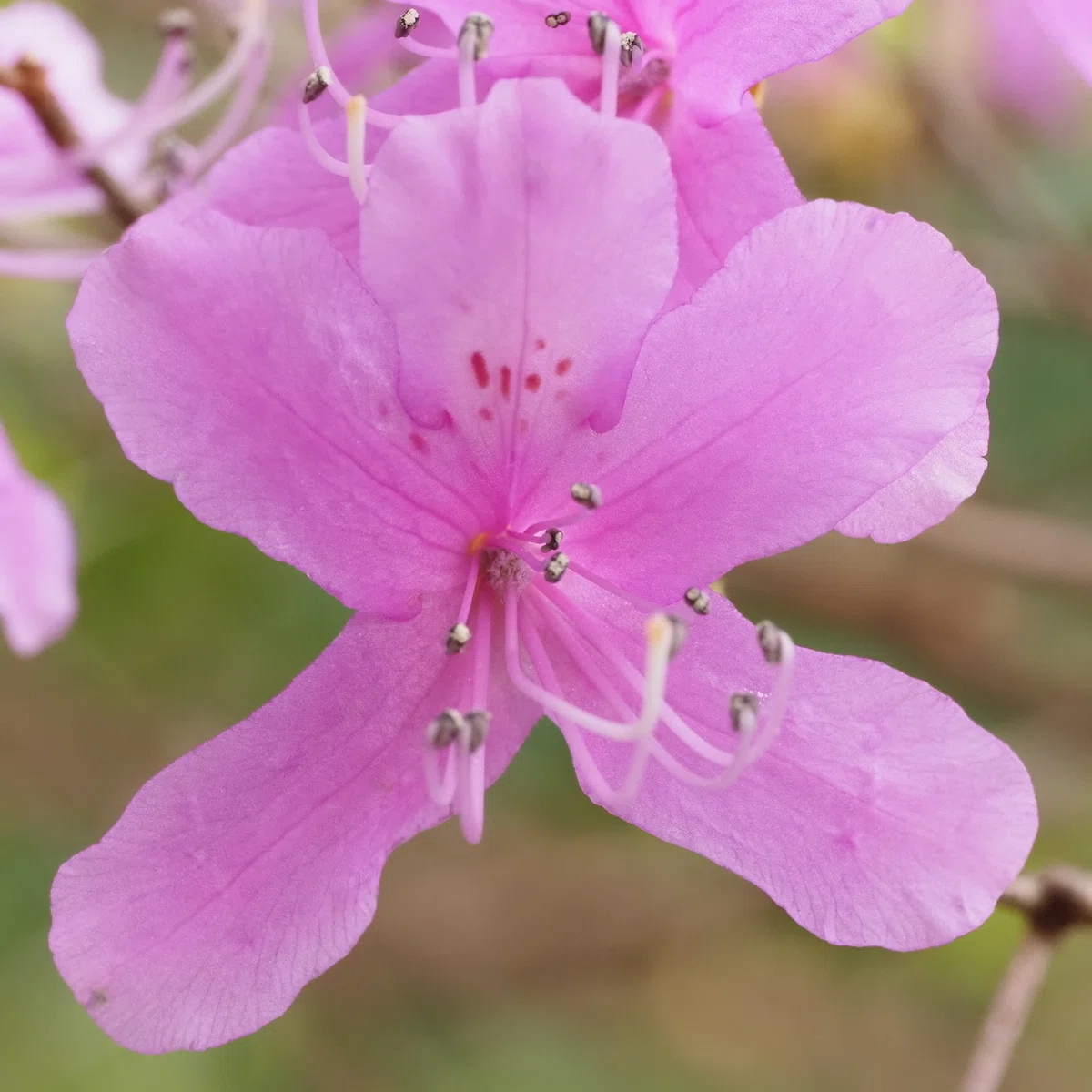 310．2026年に出会ったミツバツツジの花の色と形｜sasayan