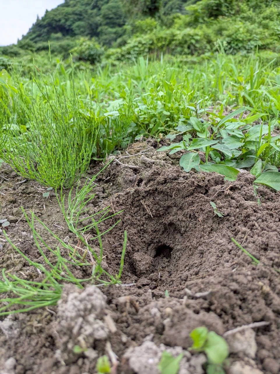 美容食ローゼルに恋した主婦の植育日記：2カ月早い！開花寸前ローゼル