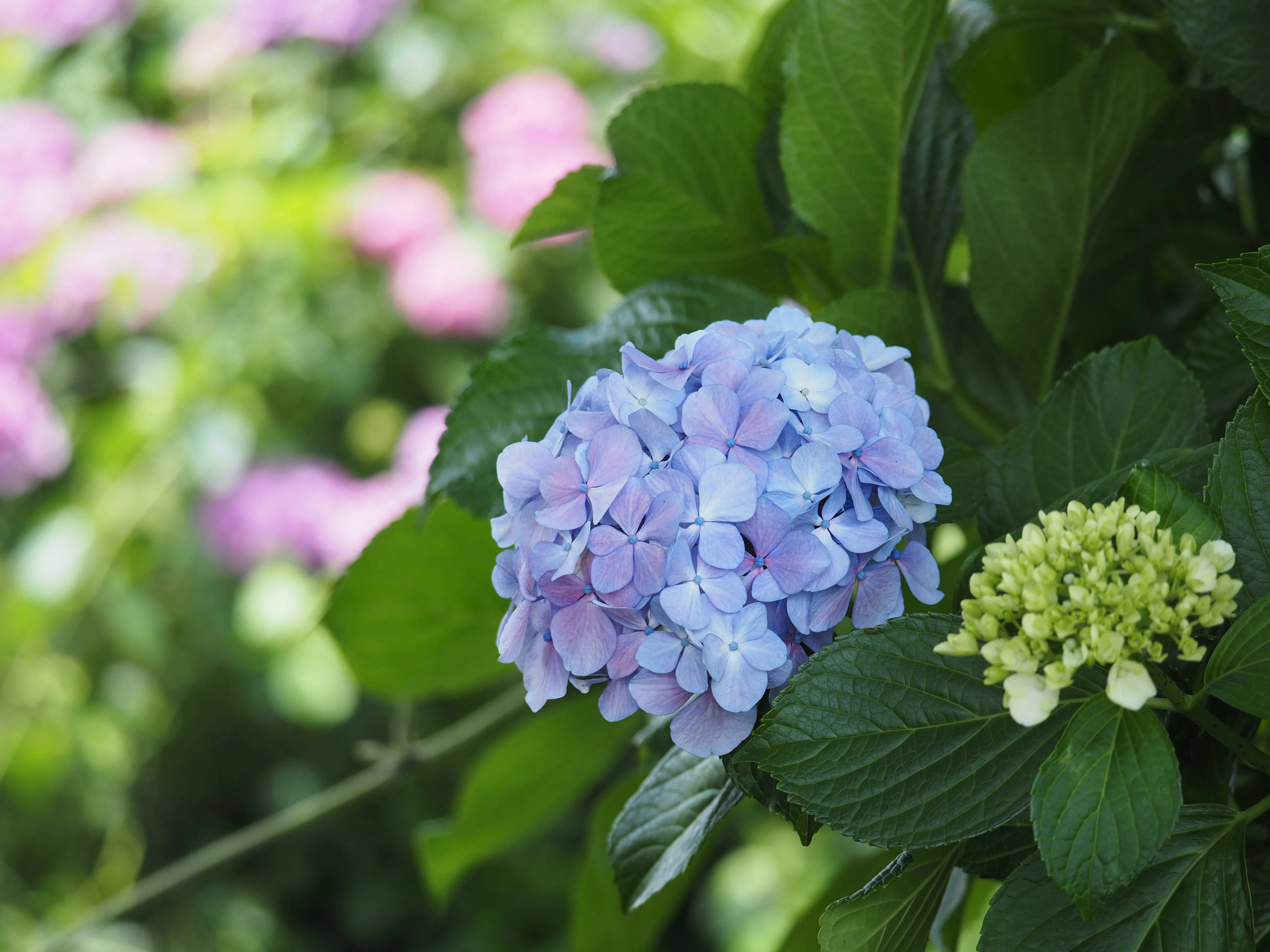 日日とり是好日（番外編） ～田園の紫陽花🌼～｜とりコレクター
