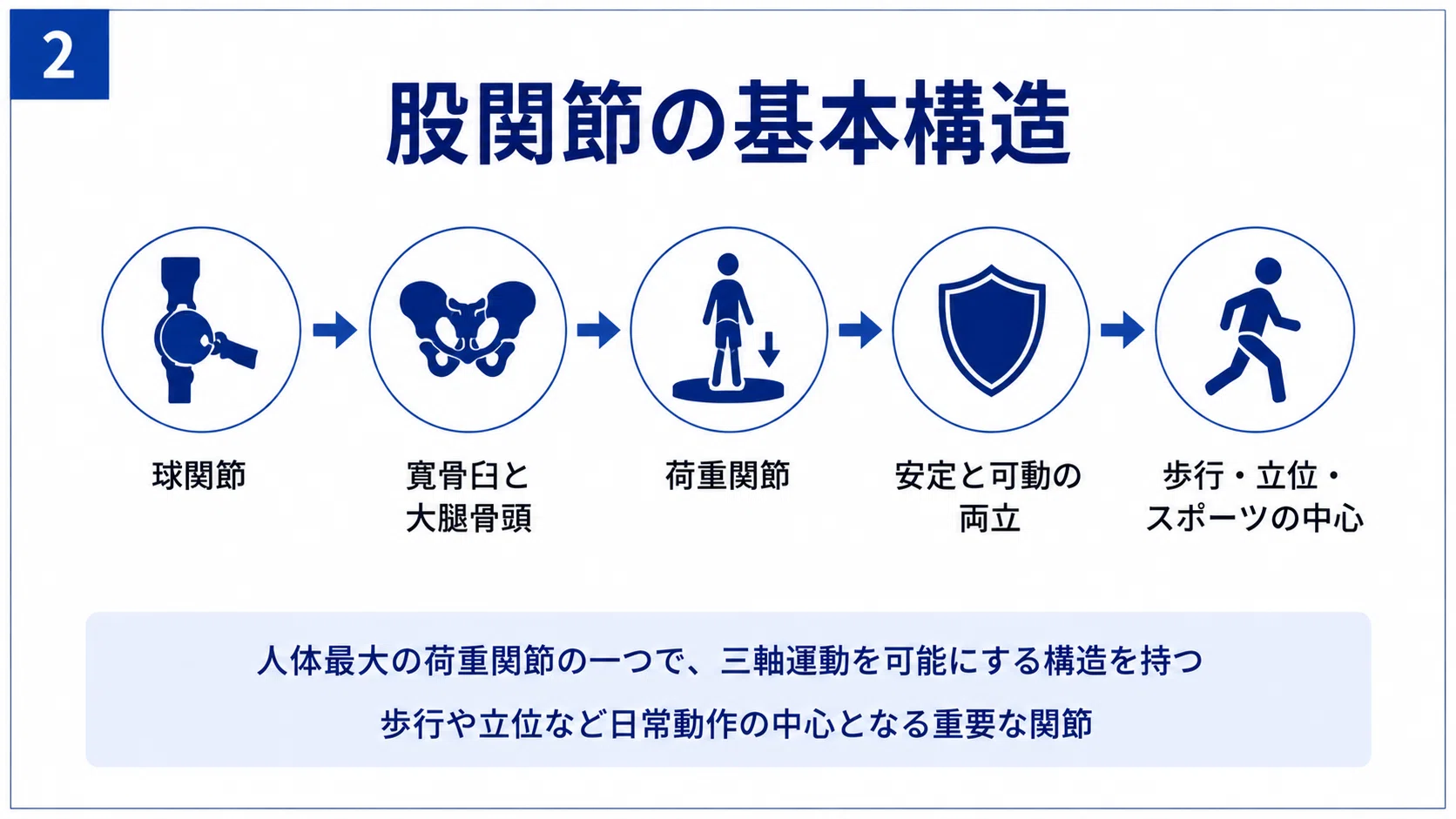 股関節の機能解剖と理学療法― 安定性・可動性・歩行分析を臨床に活かす