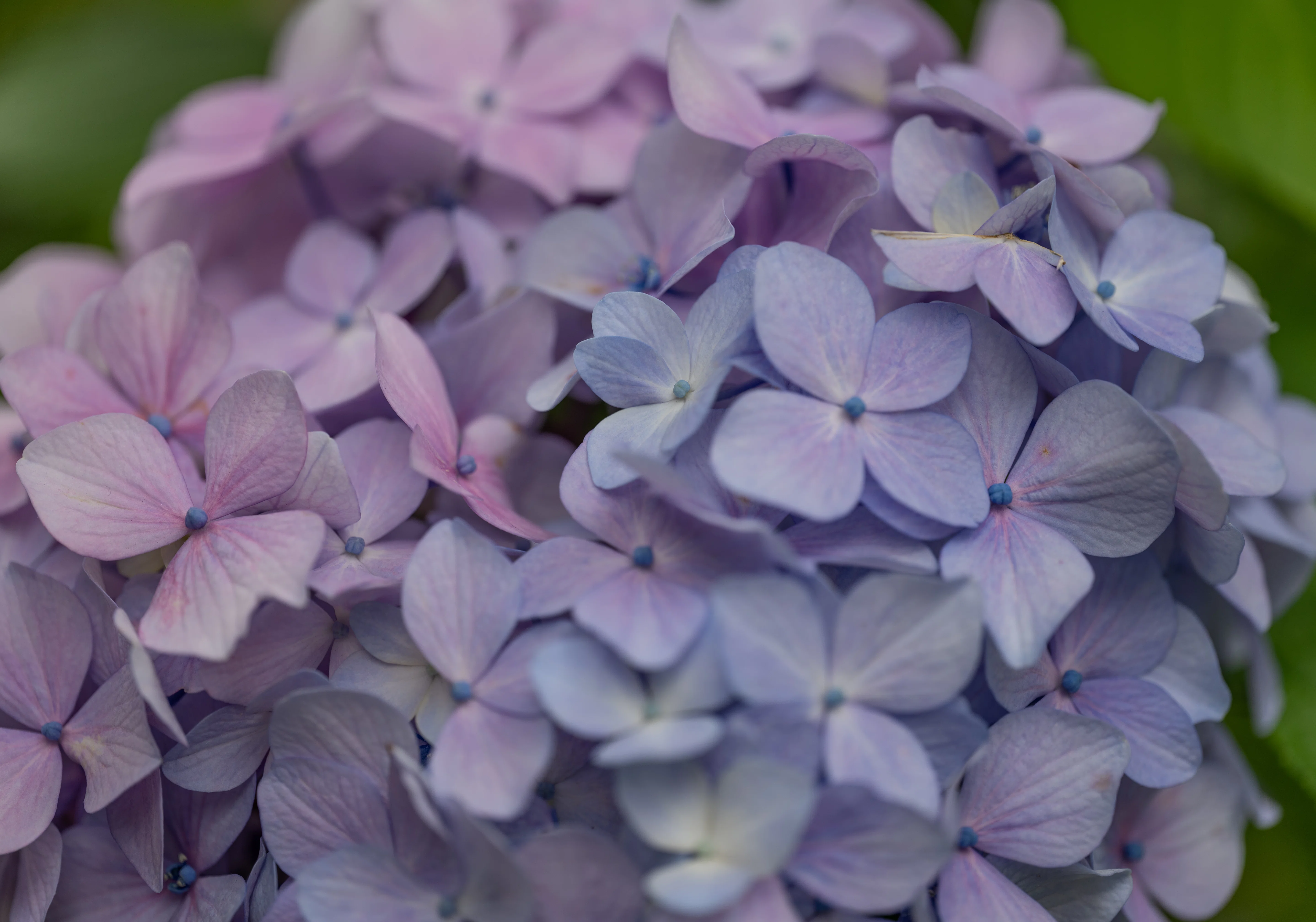 紫陽花2026：NIKKOR Z MC 105mm f/2.8 VR S｜@infinity.909