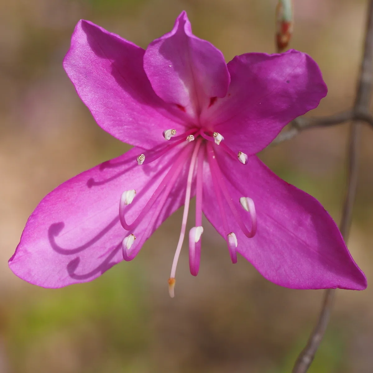 310．2026年に出会ったミツバツツジの花の色と形｜sasayan