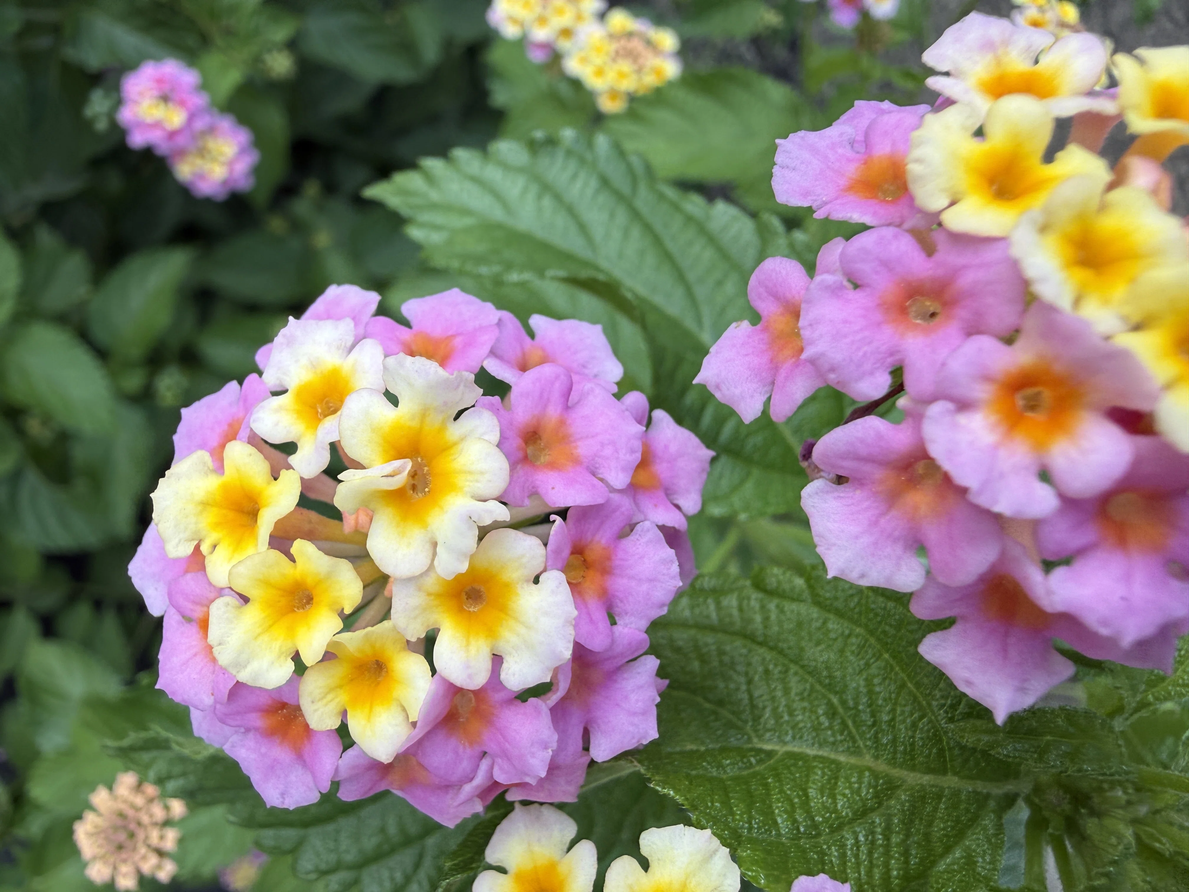 未知】この時期によく見る『カラフルな紫陽花（仮称）』を調べる｜aosagi