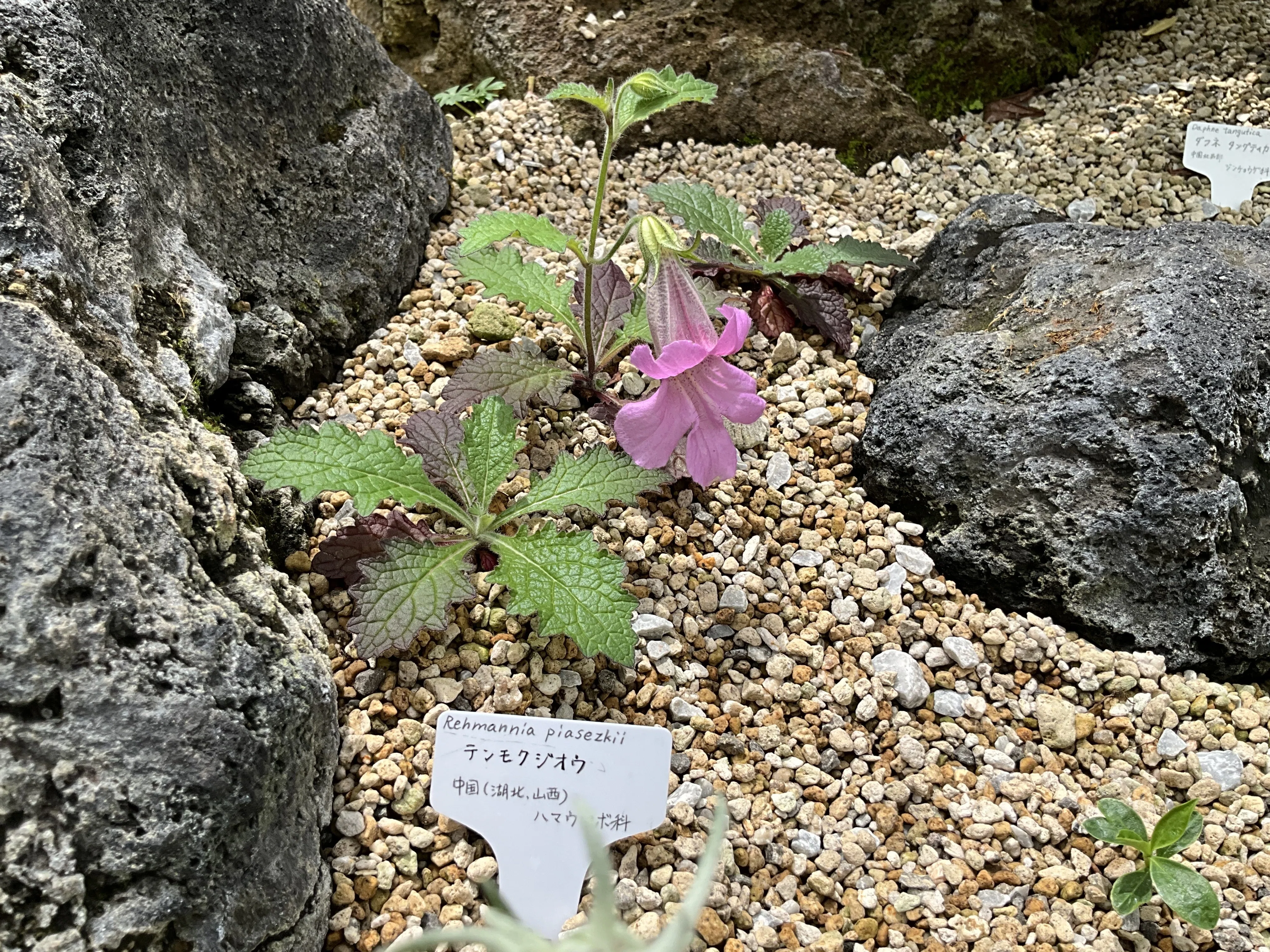 テンモクジオウ（京都府立植物園）：2026年6月16日（火）｜藤井秀昭