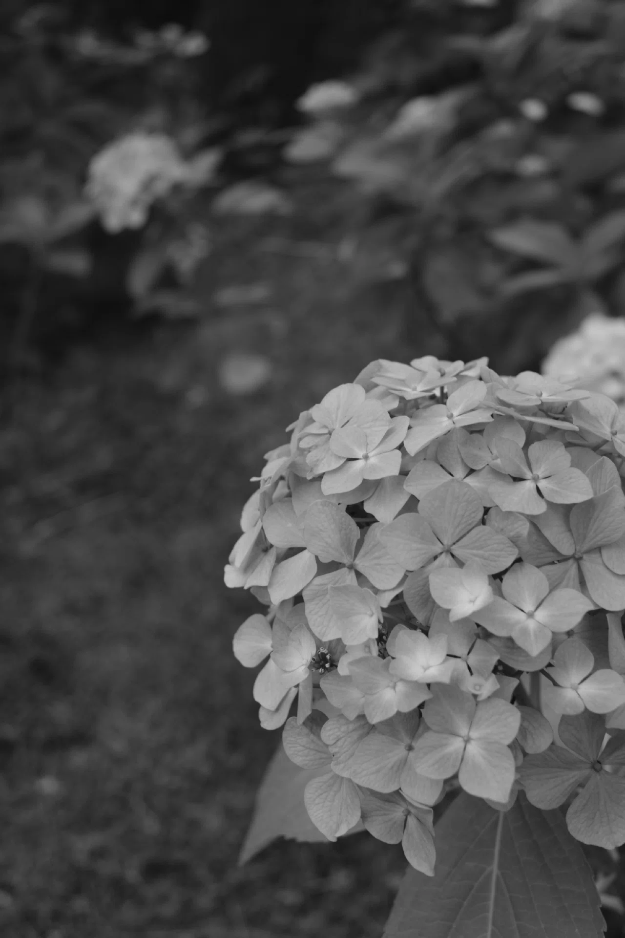FUJIFILM］ 紫陽花と写真散歩｜てすとてっく