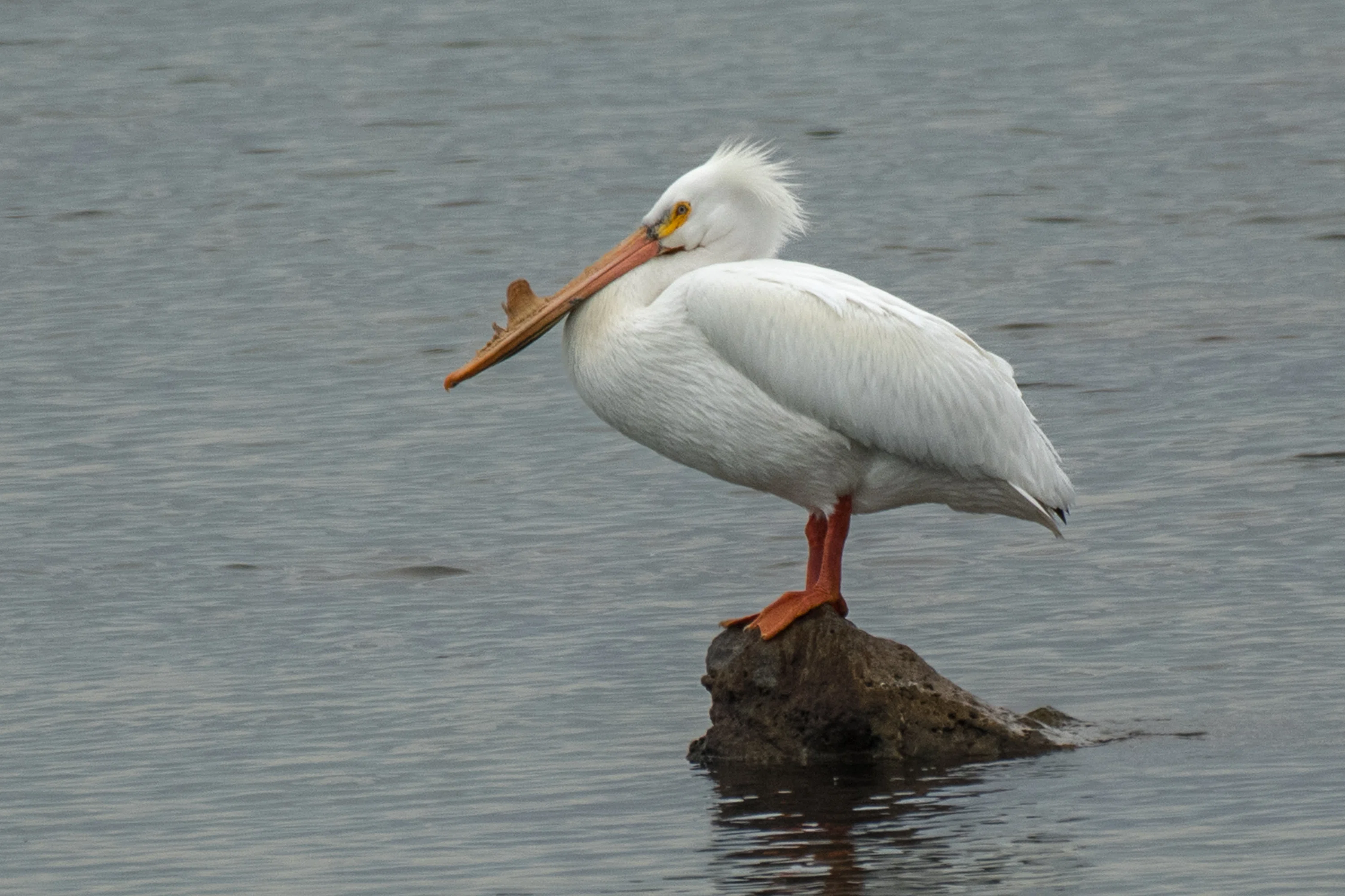 シカゴでバードウォッチング！】 American White Pelican ｜ローリー