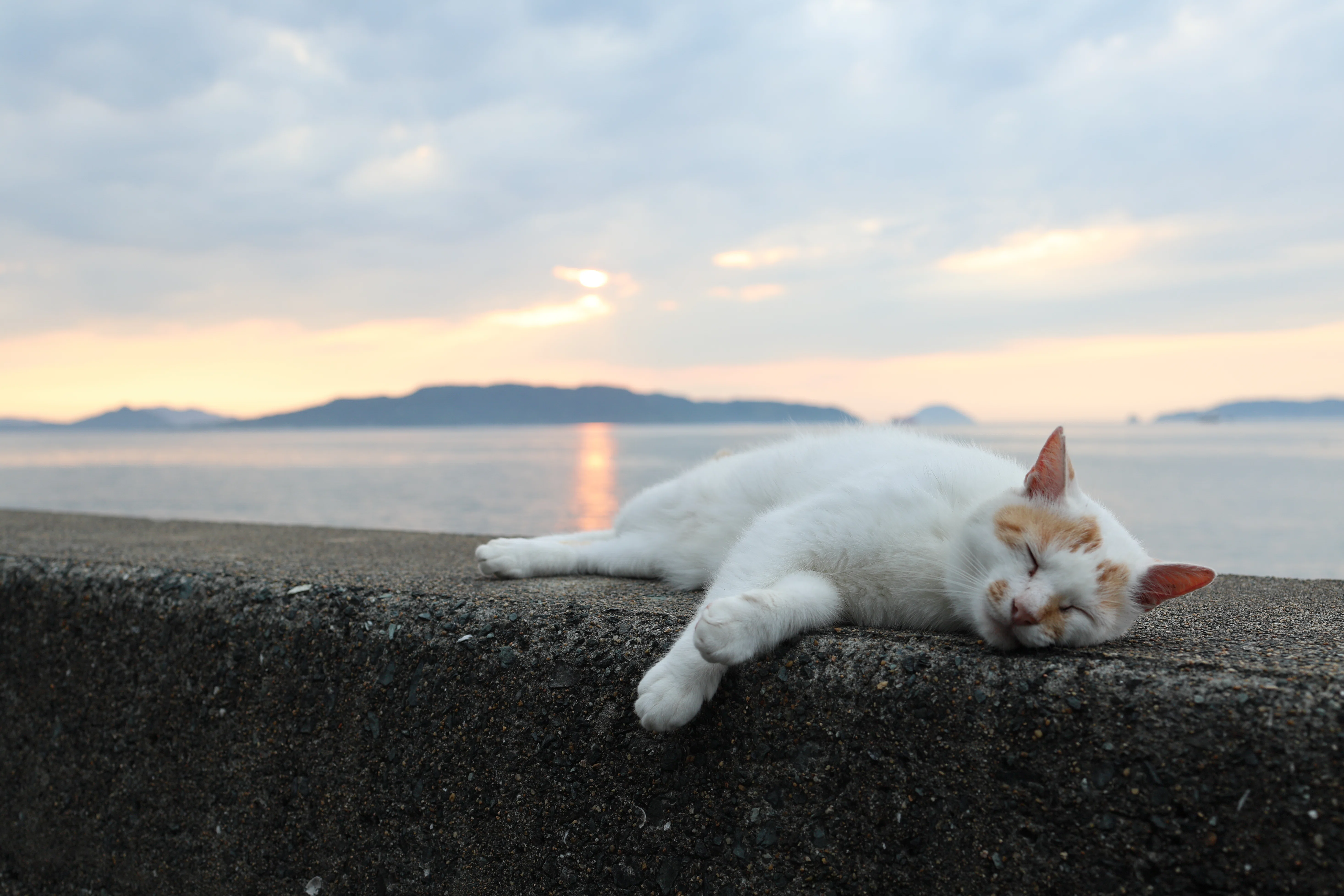 猫と、海と、夕焼けと、ポタリング（自転車お散歩）｜sama sama