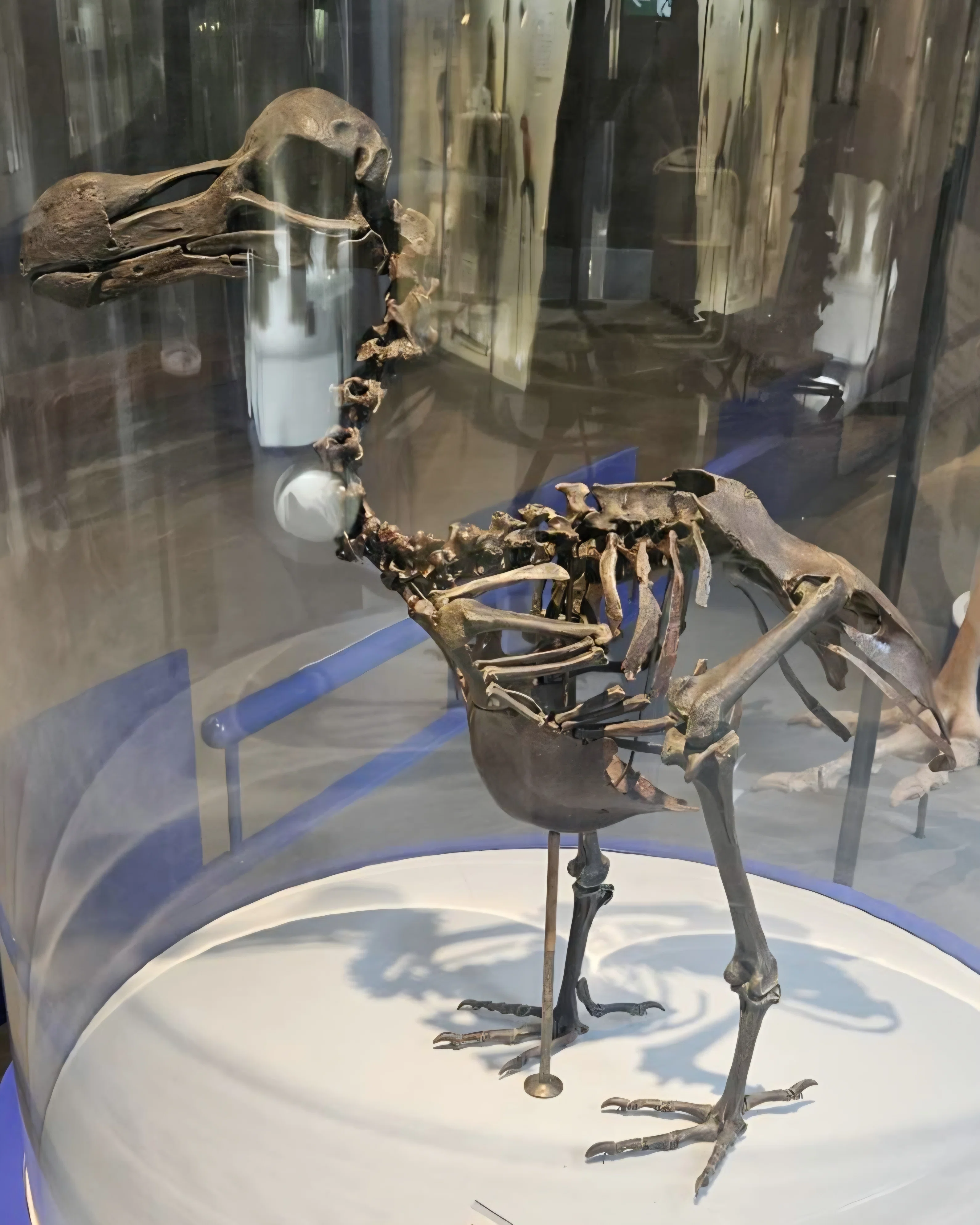 太った鳥 The Lost Universe 古代の巨大陸性鳥類①空を飛ばない巨鳥たち｜美原さつき