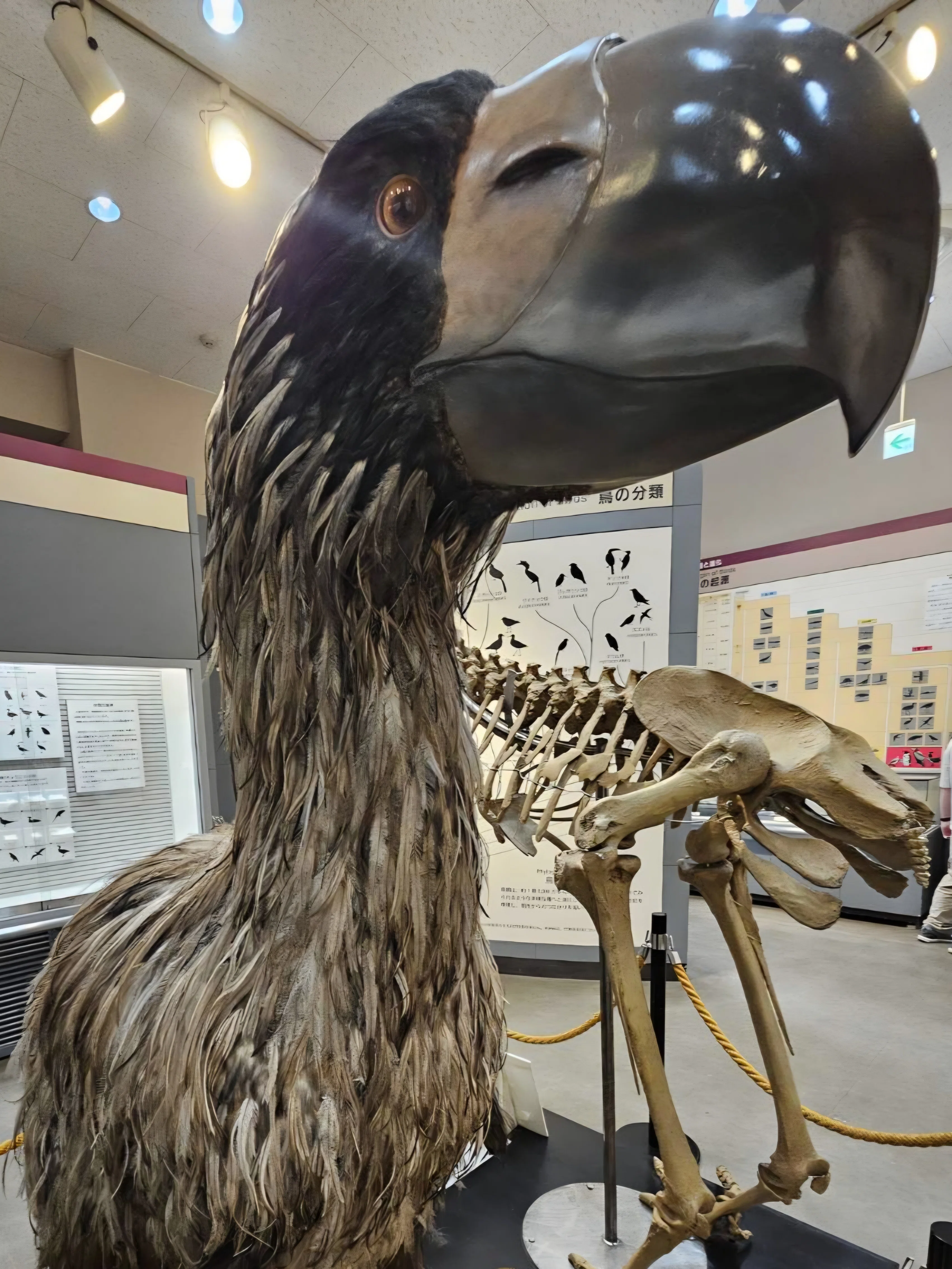 ダチョウ物語—飛べない巨鳥たちの伝説と未来 The Lost Universe 古代の巨大陸性鳥類①空を飛ばない巨鳥たち｜美原さつき