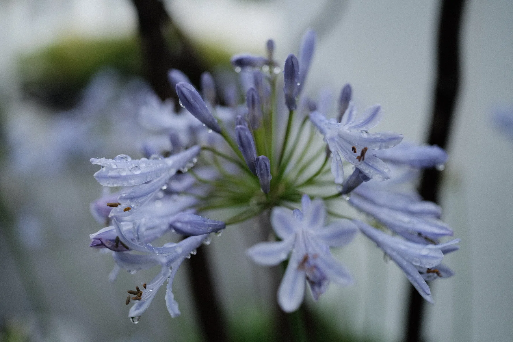 CLASSIC CHROMEで閉じ込めた梅雨｜TADACAN photo