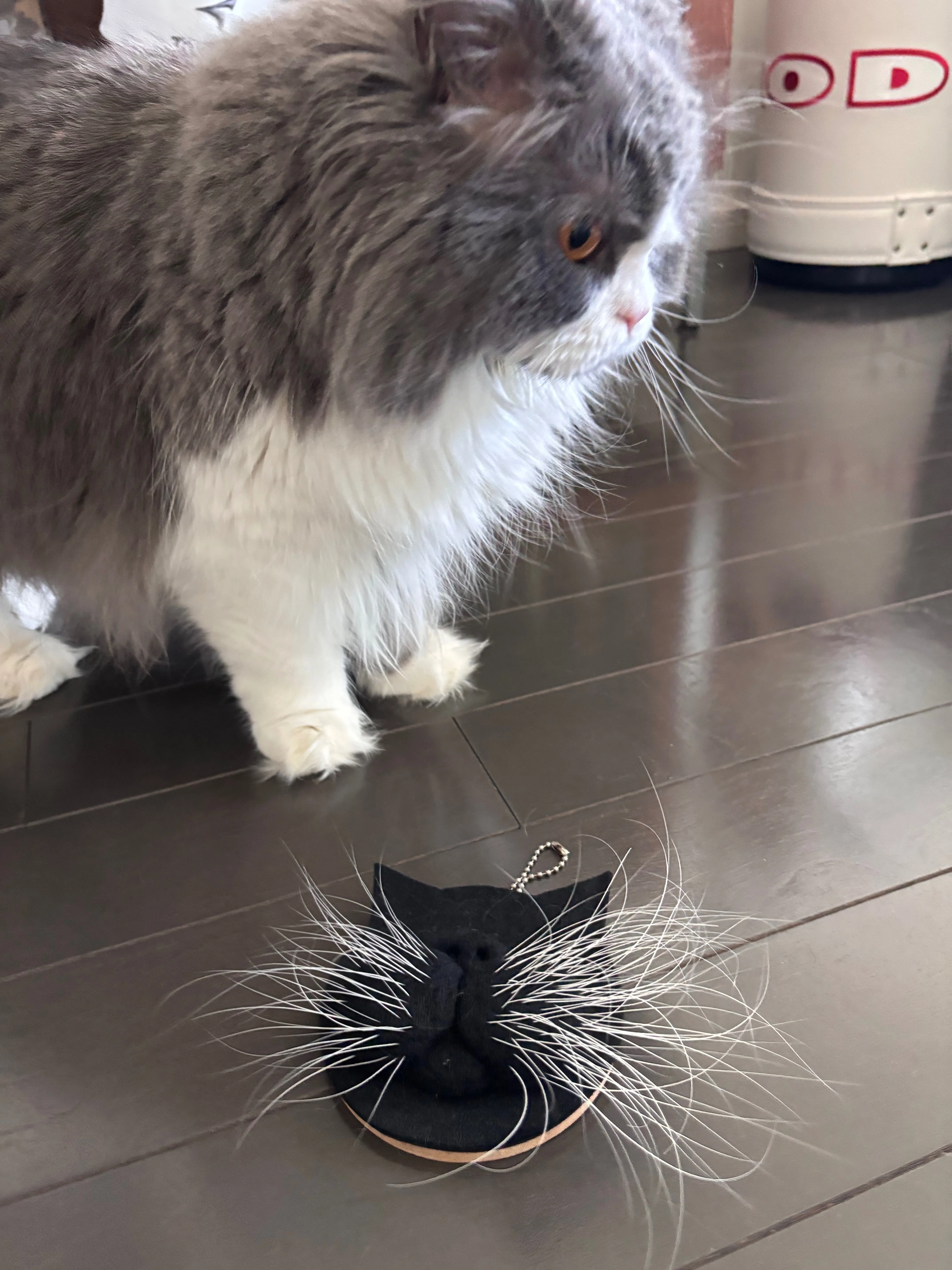 お待たせいたしました（待ってないかな）猫のおヒゲ差し、近況ご報告