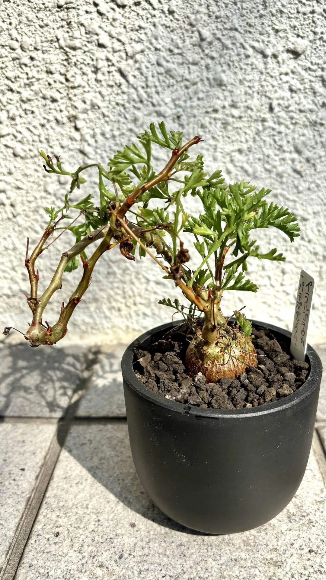 ペラルゴニウム|パキポディウム|どっちやねん⁉️｜cova 塊根植物に沼っ