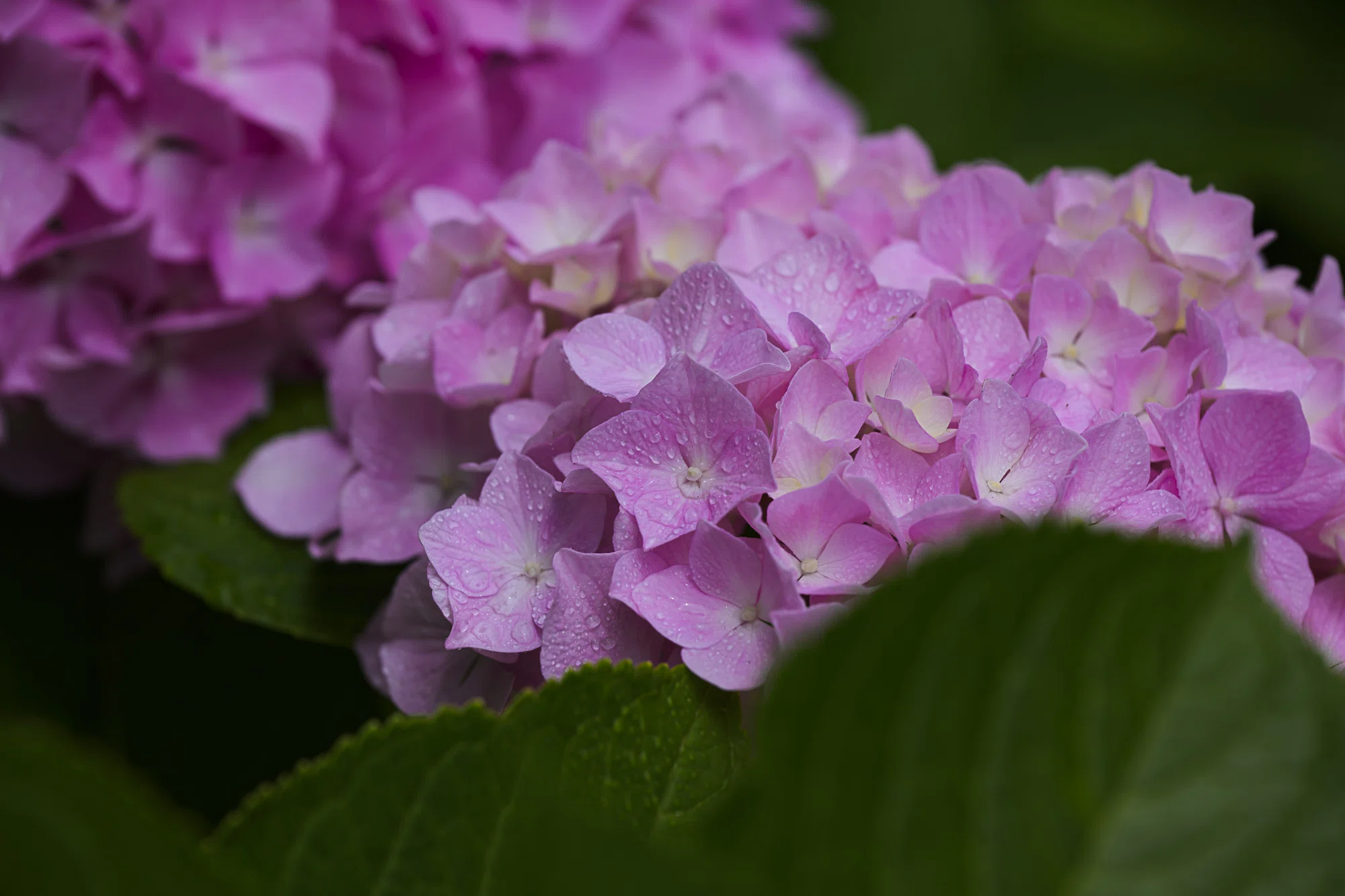 恵みの雨を待ちわびて。野良の紫陽花にかけた小さな魔法-Nikon Z8 +