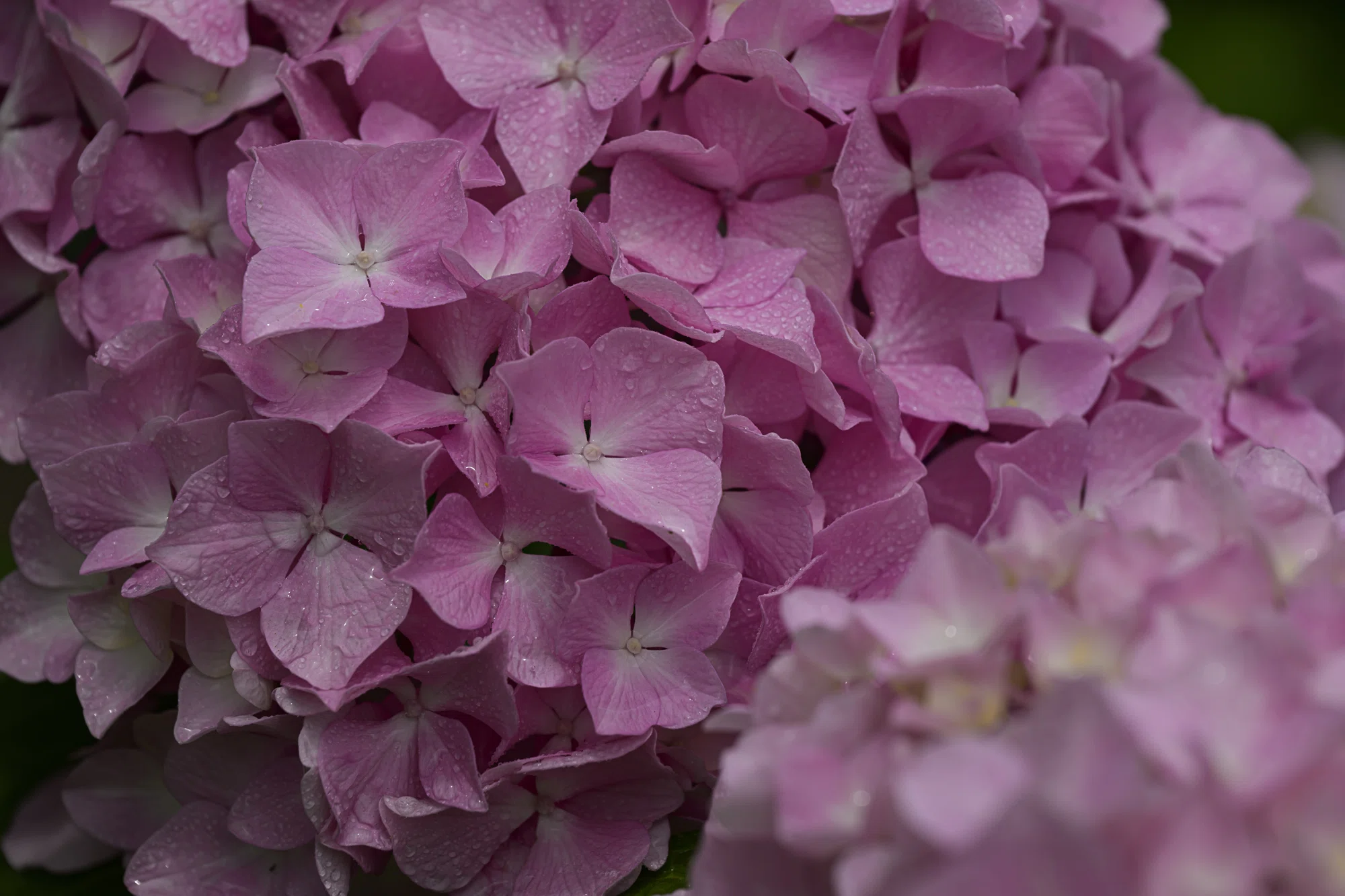 恵みの雨を待ちわびて。野良の紫陽花にかけた小さな魔法-Nikon Z8 +