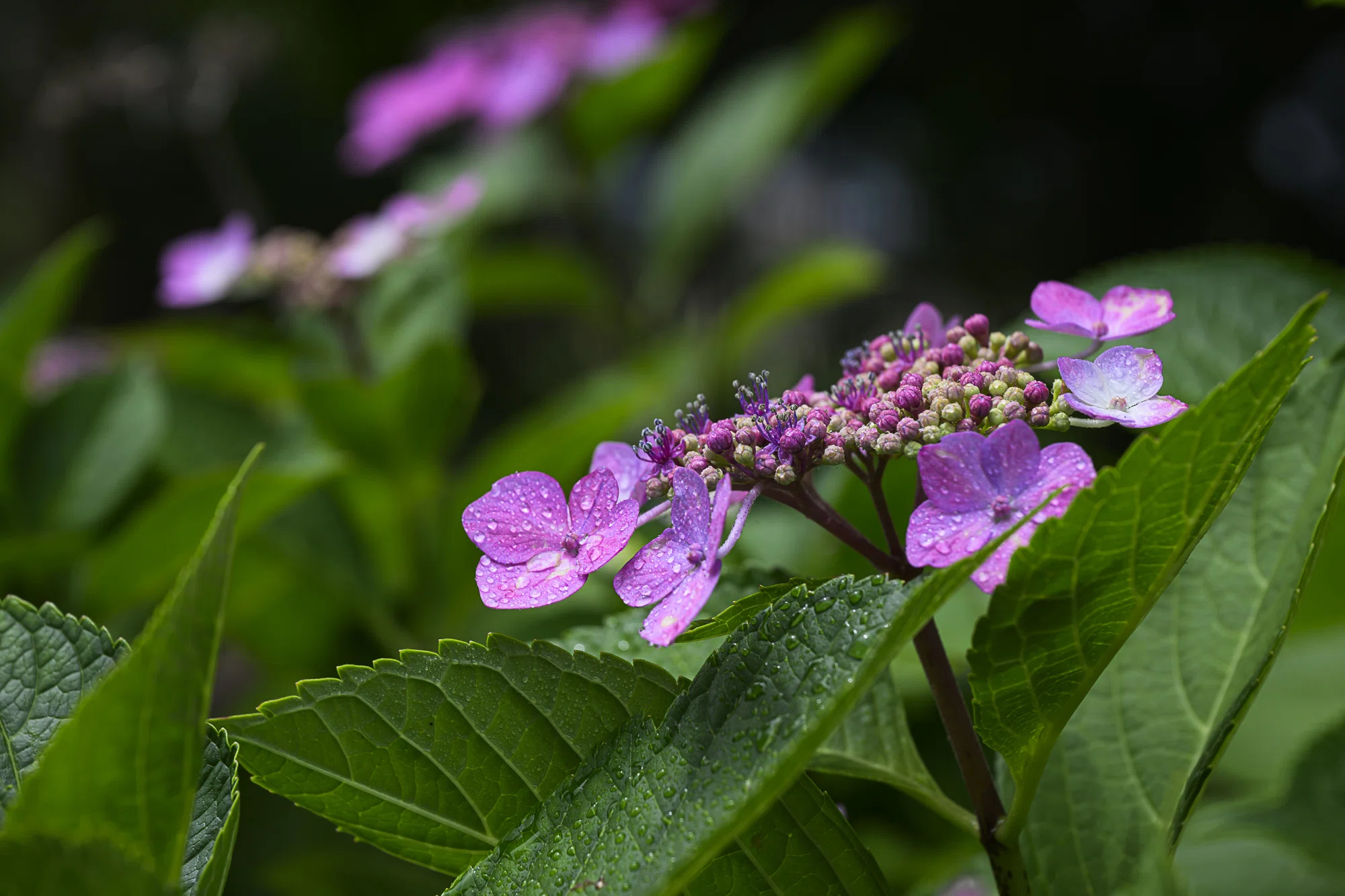 恵みの雨を待ちわびて。野良の紫陽花にかけた小さな魔法-Nikon Z8 +