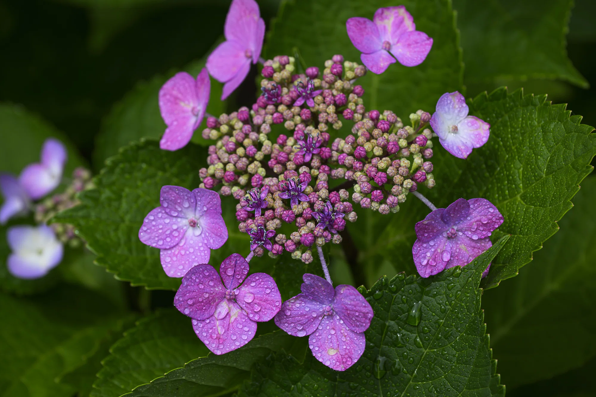 恵みの雨を待ちわびて。野良の紫陽花にかけた小さな魔法-Nikon Z8 +